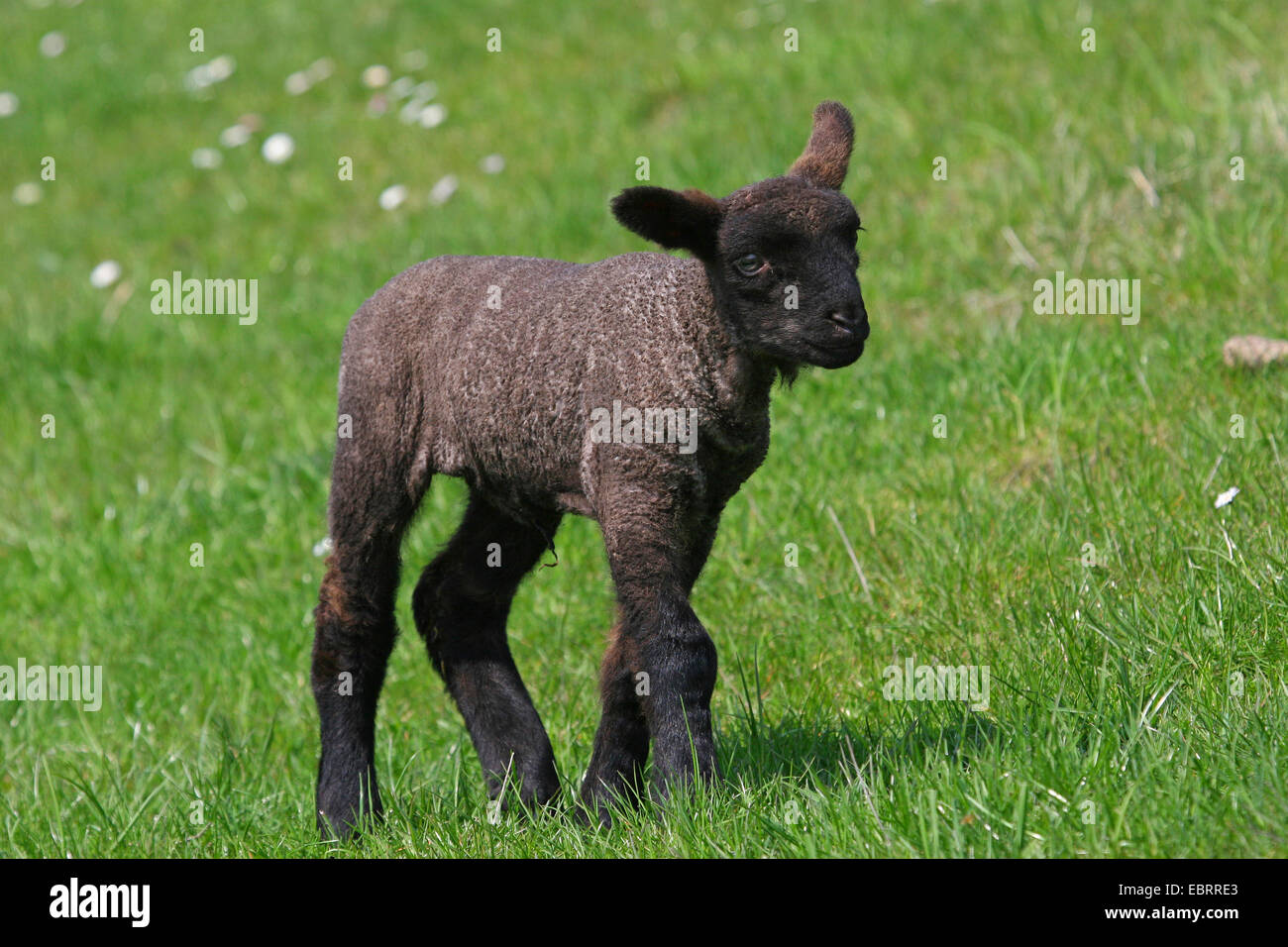 domestic sheep (Ovis ammon f. aries), black lamm in a pasture, Germany Stock Photo