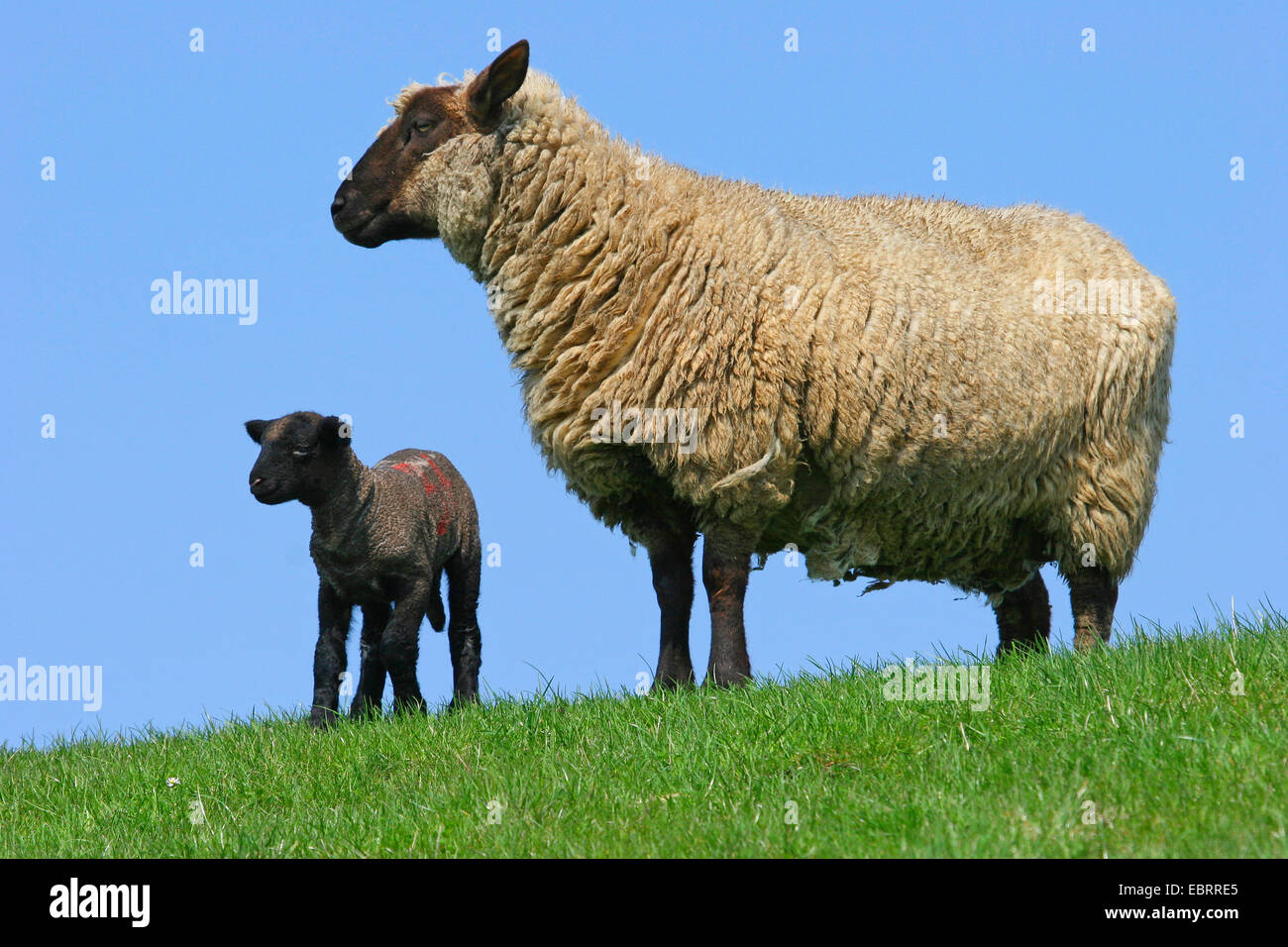 domestic sheep (Ovis ammon f. aries), black lamm with mother in a pasture, Germany Stock Photo