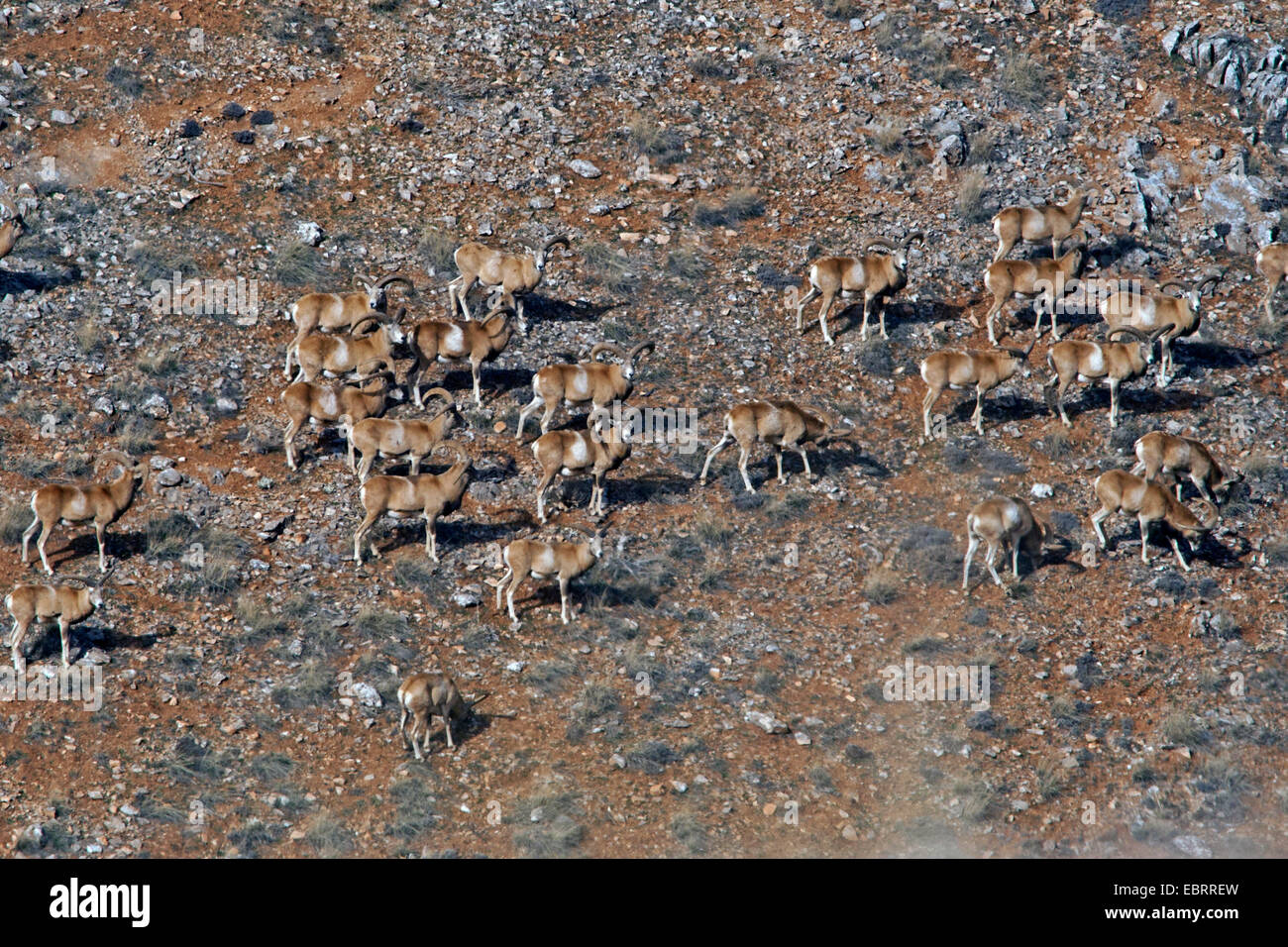 Konya Mouflon, Turkish Mouflon (Ovis gmelini anatolica, Ovis ammon anatolica), flock of rams, Turkey Stock Photo