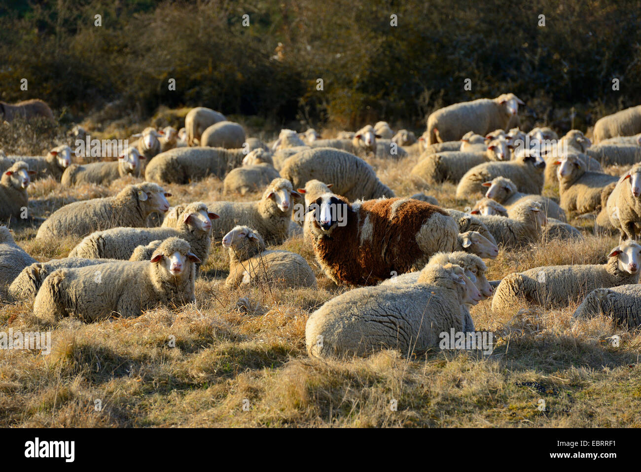 domestic sheep (Ovis ammon f. aries), flock of sheeps lying in meadow, Germany, Bavaria Stock Photo