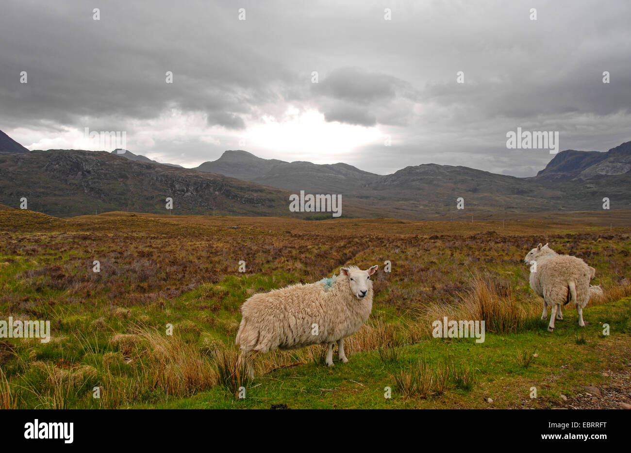 domestic sheep (Ovis ammon f. aries), Sheep and Scottish highlands, United Kingdom, Scotland, Argyll, Wester Ross Region Stock Photo