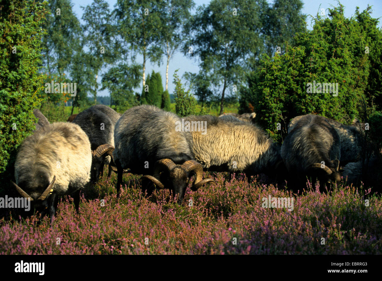 heath sheep (Ovis ammon f. aries), grazing in heath Lueneburger Heide, Germany, Lower Saxony Stock Photo