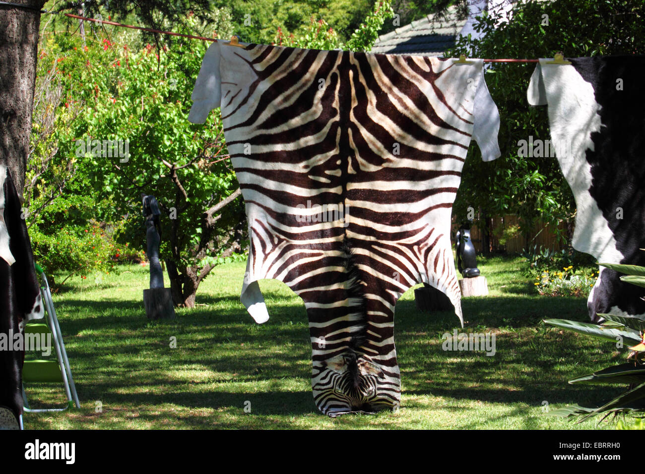 A zebra hide drying in the sun on a washing line. Stock Photo
