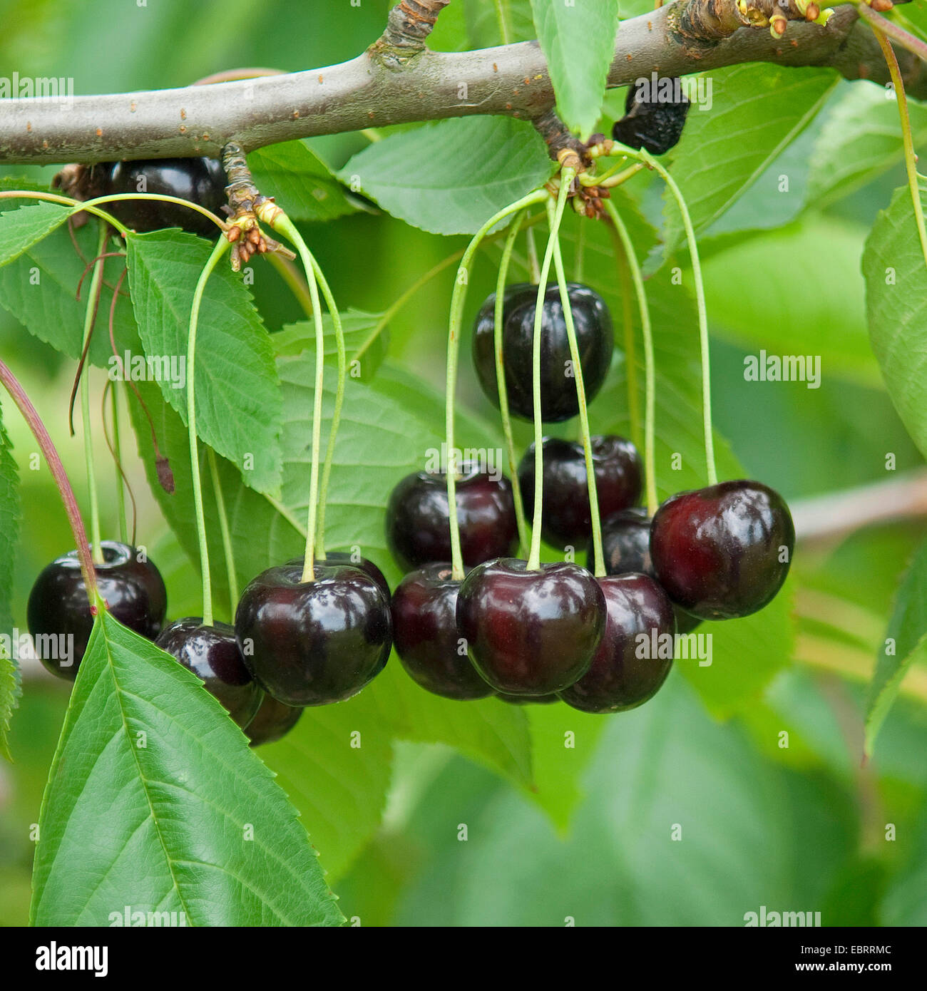 Cherry tree, Sweet cherry (Prunus avium 'Annabella', Prunus avium Annabella), mature cherries on a tree, cultivar Annabella Stock Photo