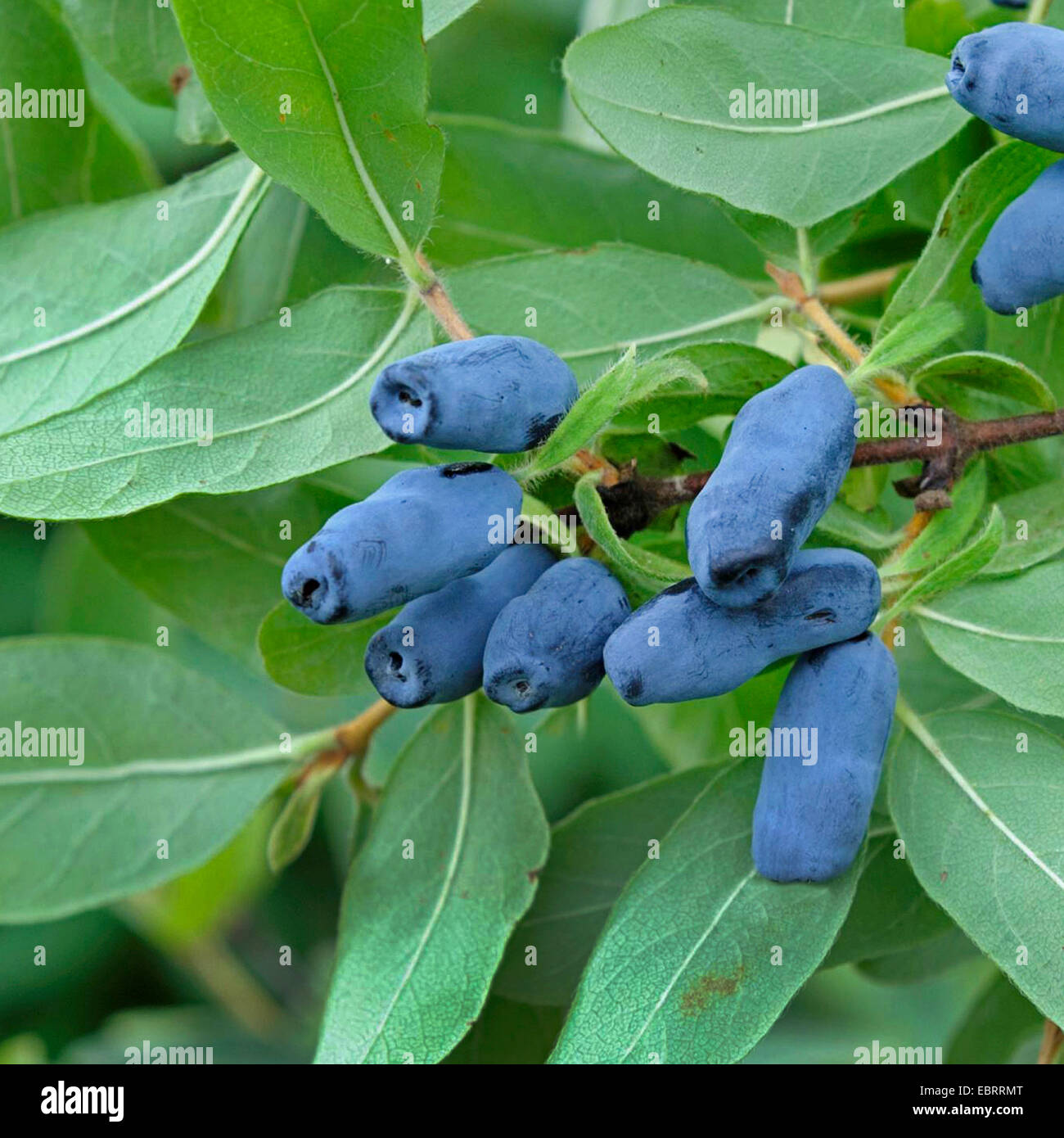 Blue honeysuckle (Lonicera caerulea var. kamtschatica), fruits of var. kamtschatica Stock Photo