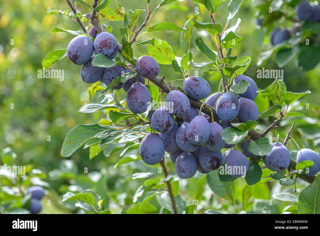 European plum (Prunus domestica 'Topper', Prunus domestica Topper), Plums on a tree, cultivar Topper Stock Photo