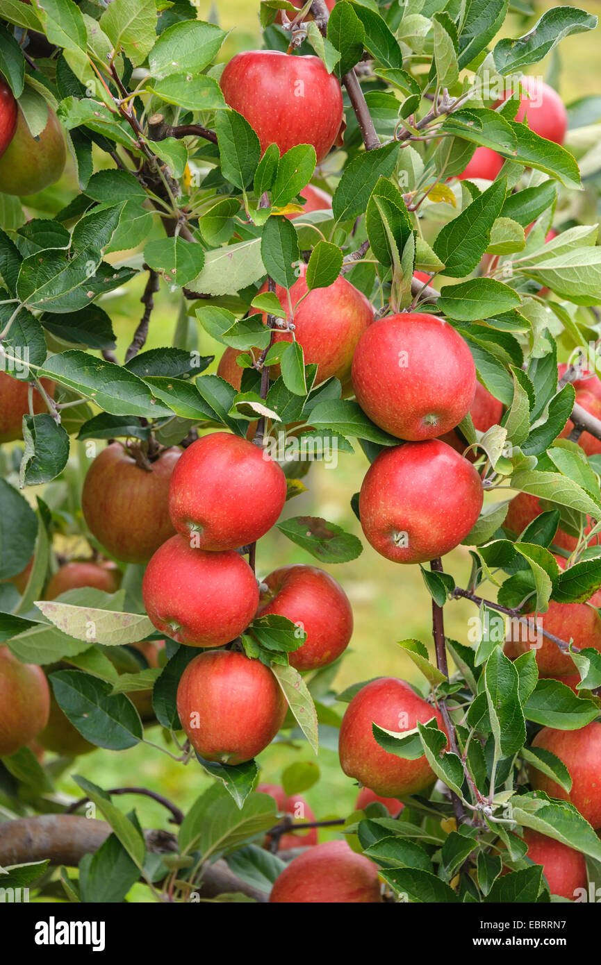 apple tree (Malus domestica 'Braeburn', Malus domestica Braeburn