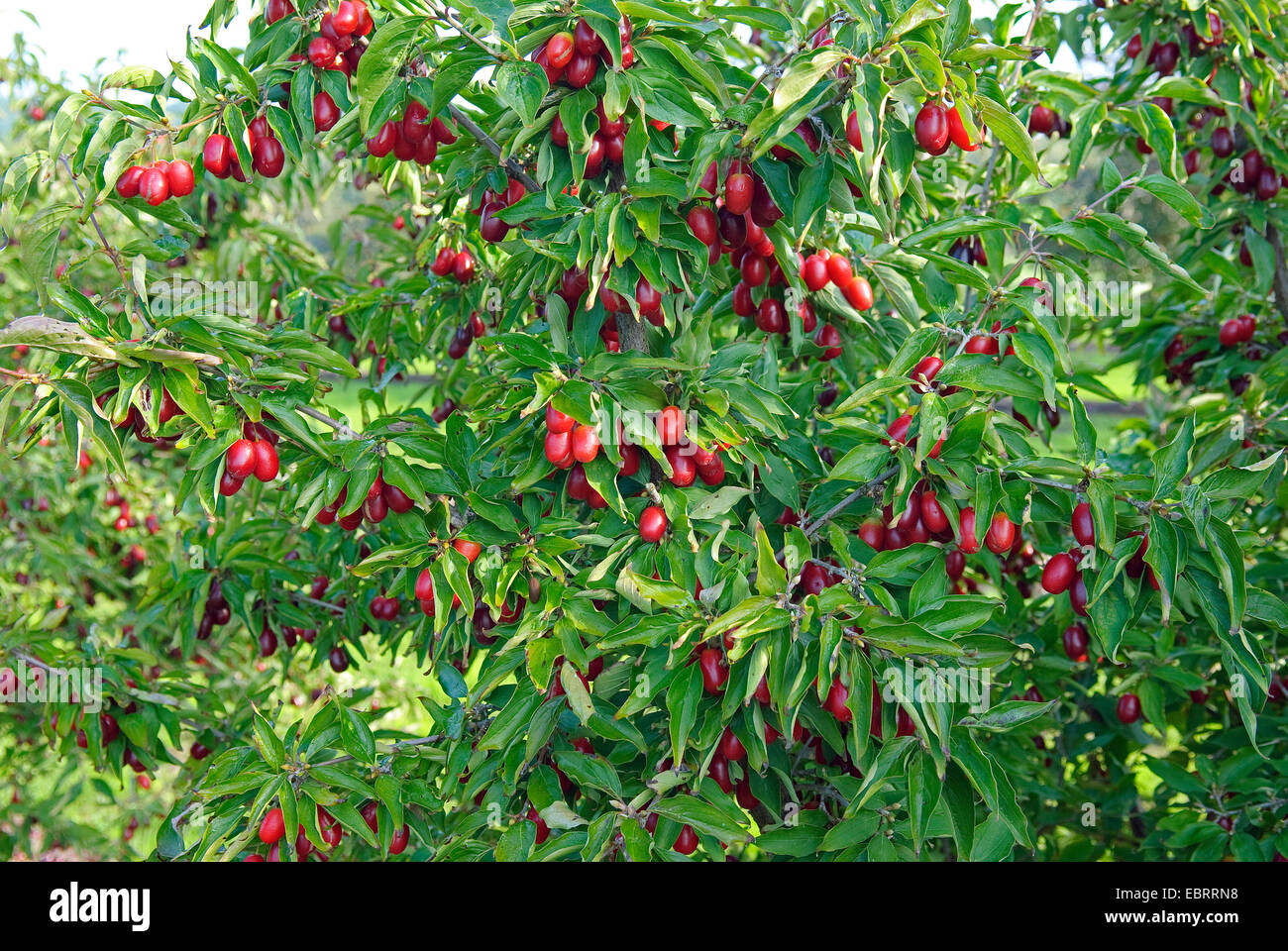 cornelian cherry wood (Cornus mas 'Jolico', Cornus mas Jolico), cultivar Jolico, Germany Stock Photo
