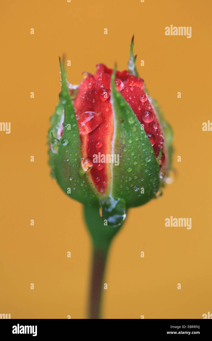 ornamental rose (Rosa spec.), breaking open red rose Stock Photo Alamy