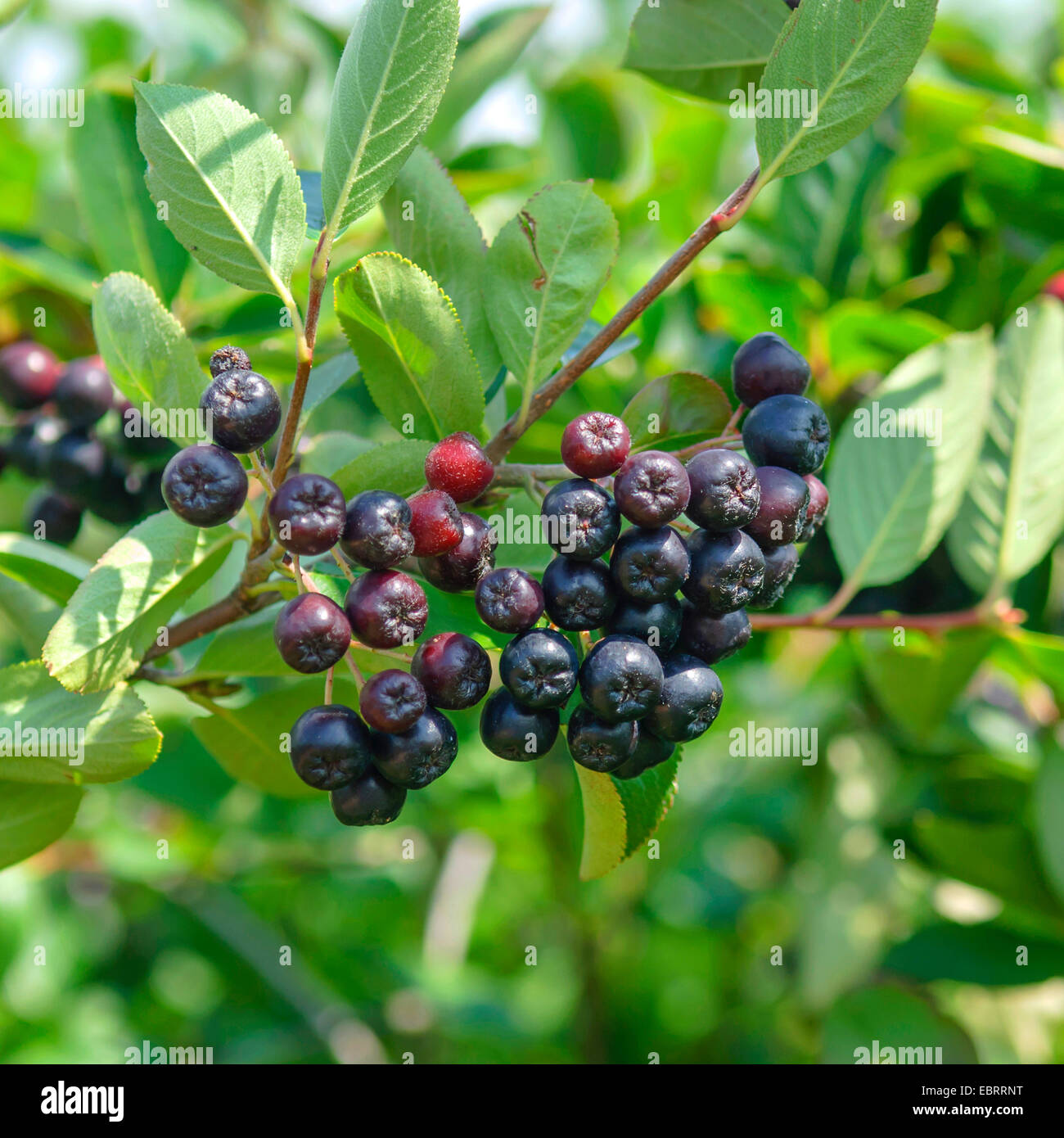 Purple Chokeberry (Aronia x prunifolia 'Karhumaeki', Aronia x prunifolia Karhumaeki), cultivar Karhumaeki, Germany, Brandenburg Stock Photo