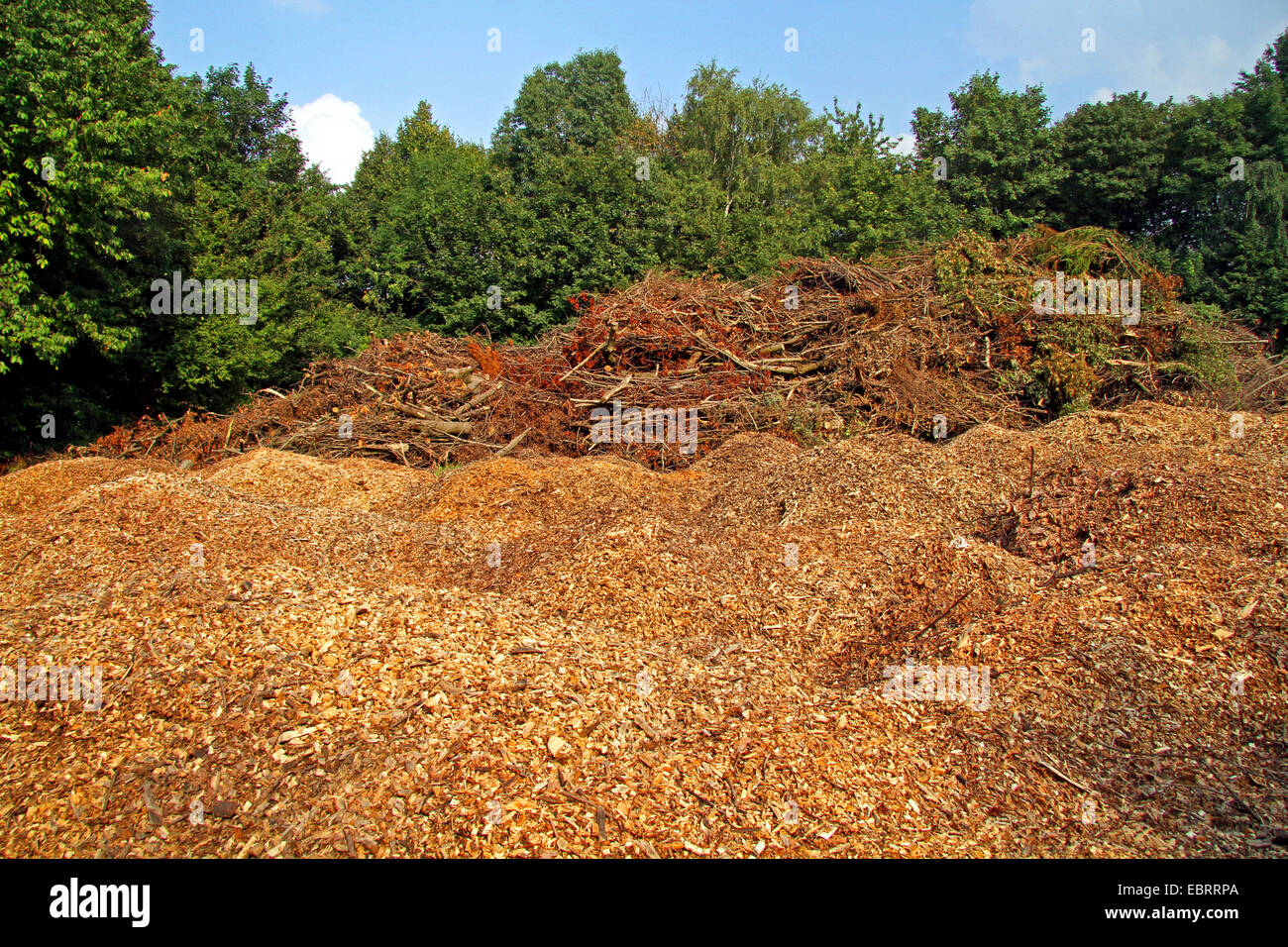 wood shavings and branches after storm, Germany, North Rhine-Westphalia, Ruhr Area, Essen Stock Photo
