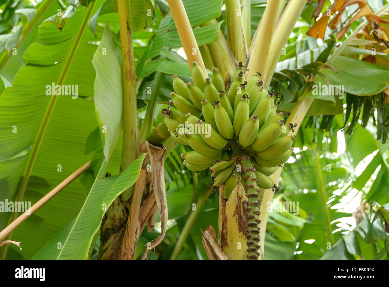 Banana (Musa acuminata 'Dwarf Cavendishii', Musa acuminata Dwarf Cavendishii), cultivar Dwarf Cavendishii Stock Photo