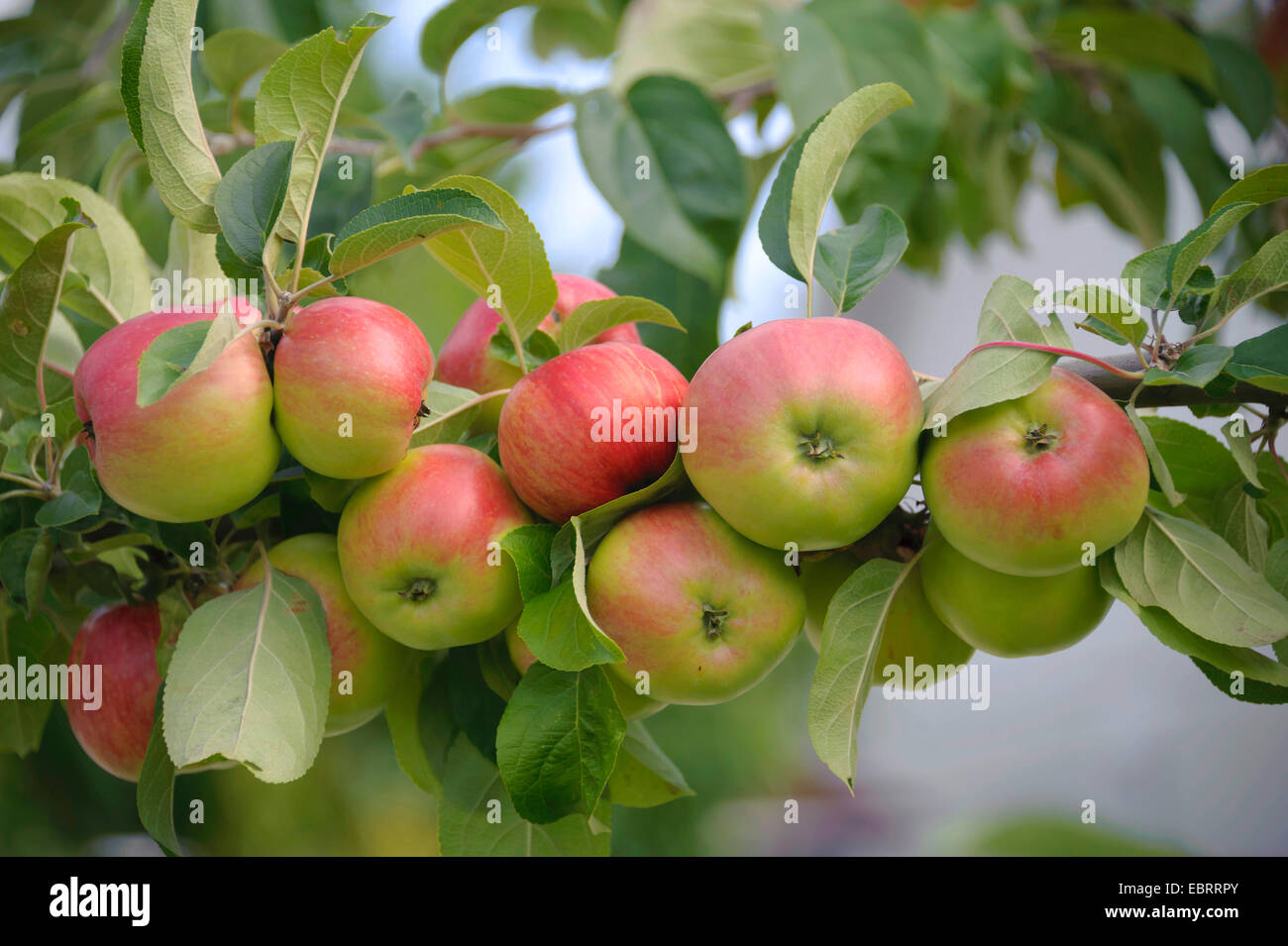 Apple tree malus domestica gravensteiner hi-res stock photography and ...