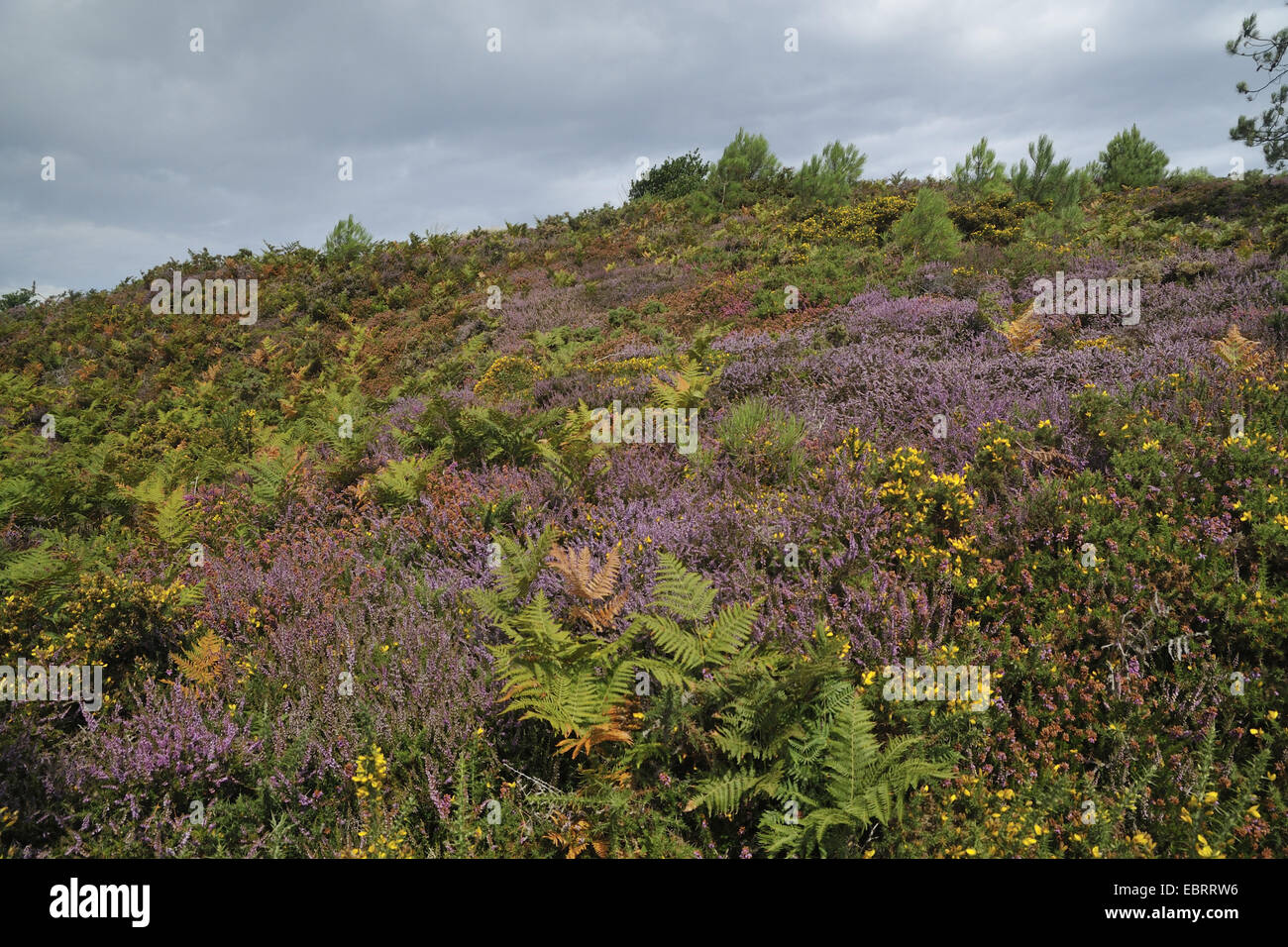 blooming heath, furze and fern, France, Brittany, Erquy Stock Photo