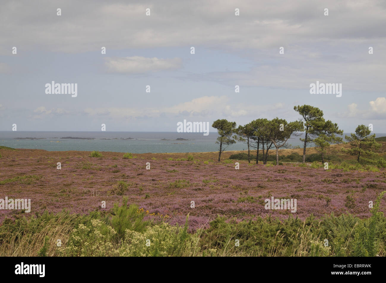 blooming heath at Cap Erquy, France, Brittany, Erquy Stock Photo