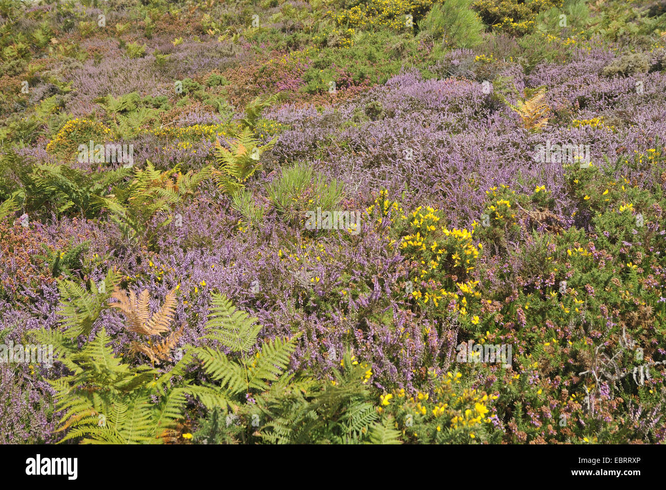 blooming heath, furze and fern, France, Brittany, Erquy Stock Photo