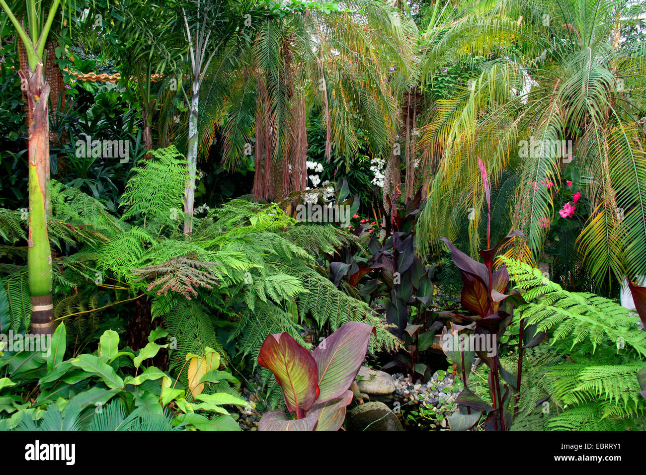 tropical plant in a tropical greenhouse with tree ferns, palmferns, and palms Stock Photo
