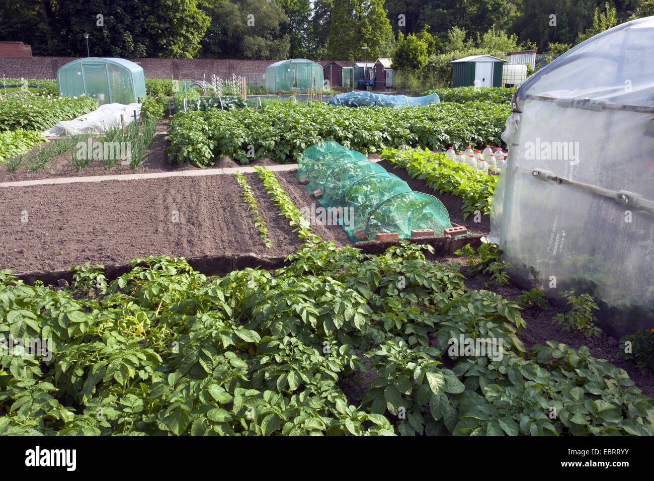 potato (Solanum tuberosum), potatoe and lettuce bed in a garden, Belgium, Oudenaarde Stock Photo