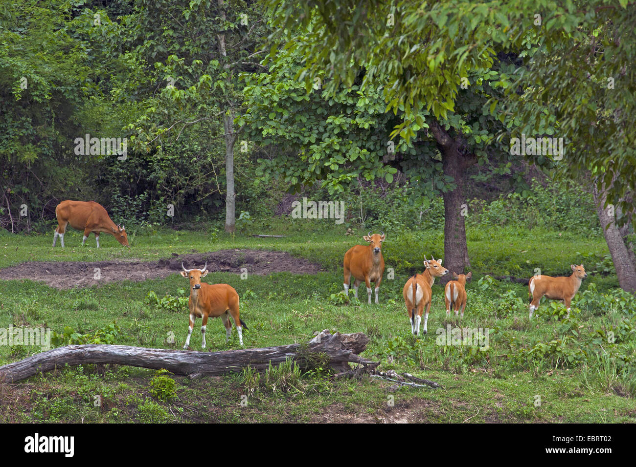 Banteng (Bos javanicus), herd of females and calves, Thailand, Huai Kha Khaeng Wildlife Sanctua Stock Photo