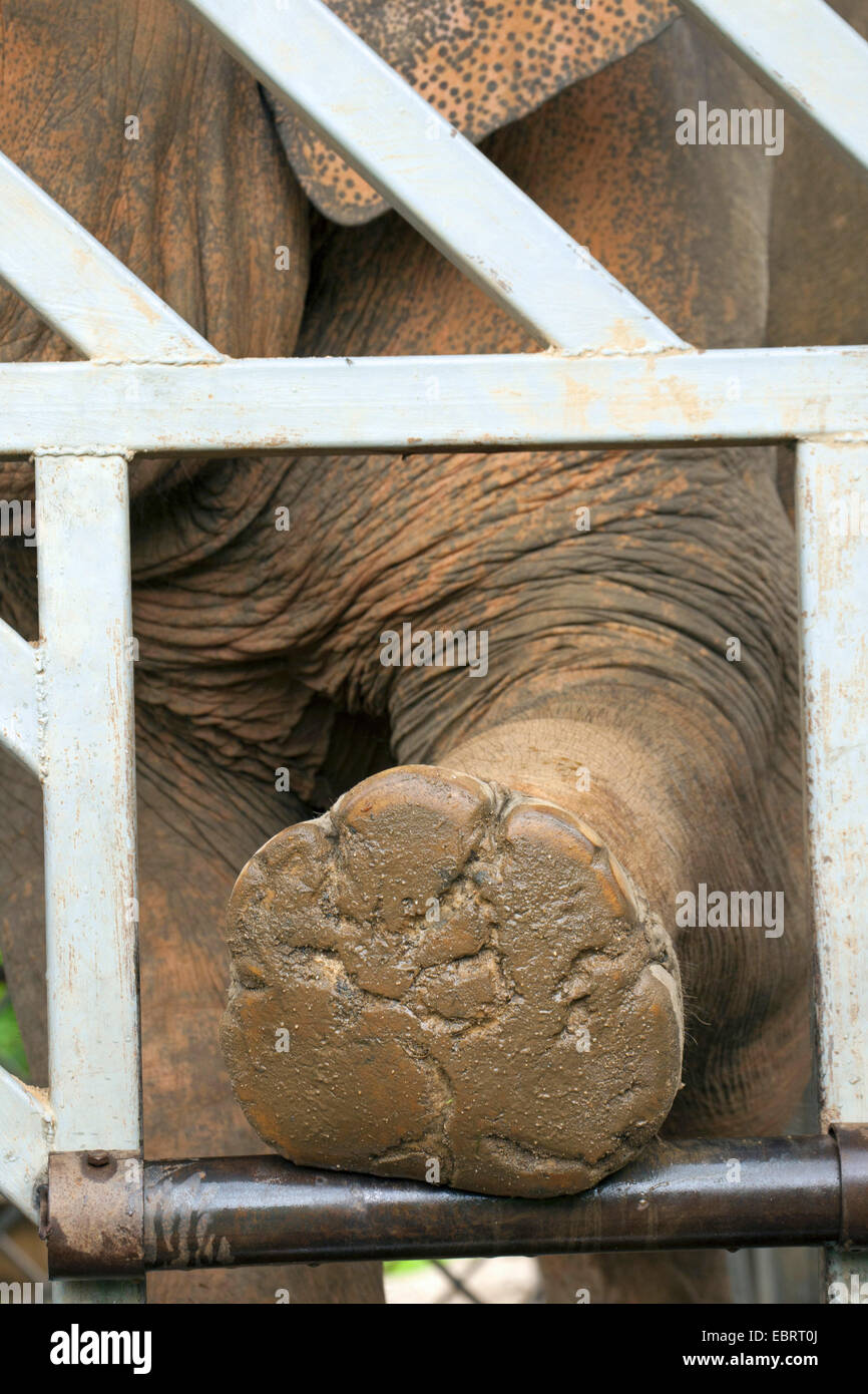 Asiatic elephant, Asian elephant (Elephas maximus), holding the foot through the grid, pedicure, Thailand, Elephant Nature Park, Chiang Mai Stock Photo