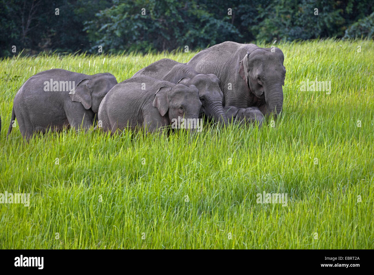 Asiatic elephant, Asian elephant (Elephas maximus), herd of elephants in a meadow at forest edge, Thailand, Khao Yai National Park Stock Photo