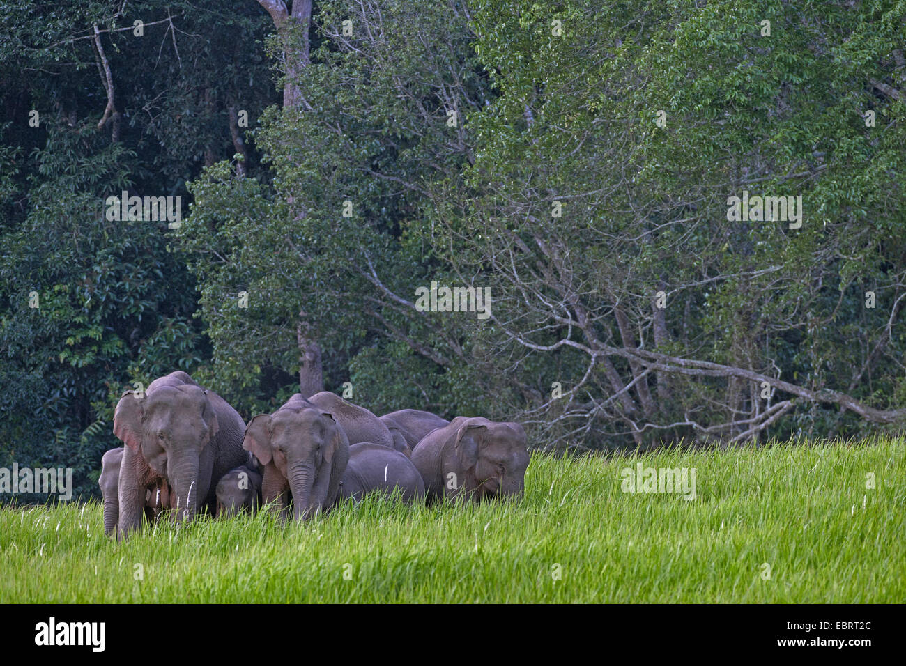 Asiatic elephant, Asian elephant (Elephas maximus), herd of elephants in a meadow at forest edge, Thailand, Khao Yai National Park Stock Photo