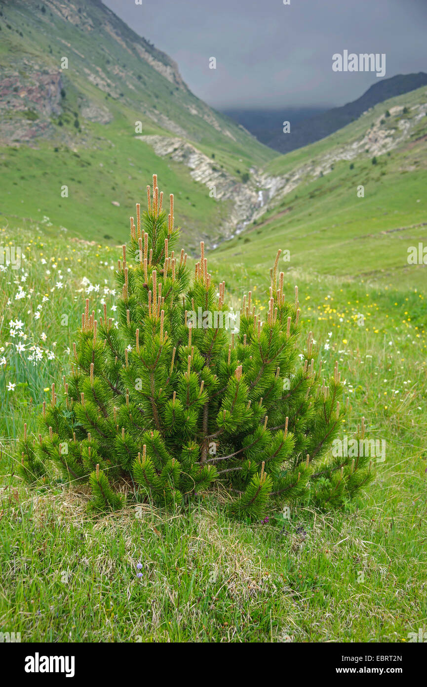 mountain pine, mugo pine (Pinus uncinata, Pinus mugo ssp. uncinata), in the Pyrenees, Andorra, Andorra, Col de Ordino, La Vella Stock Photo