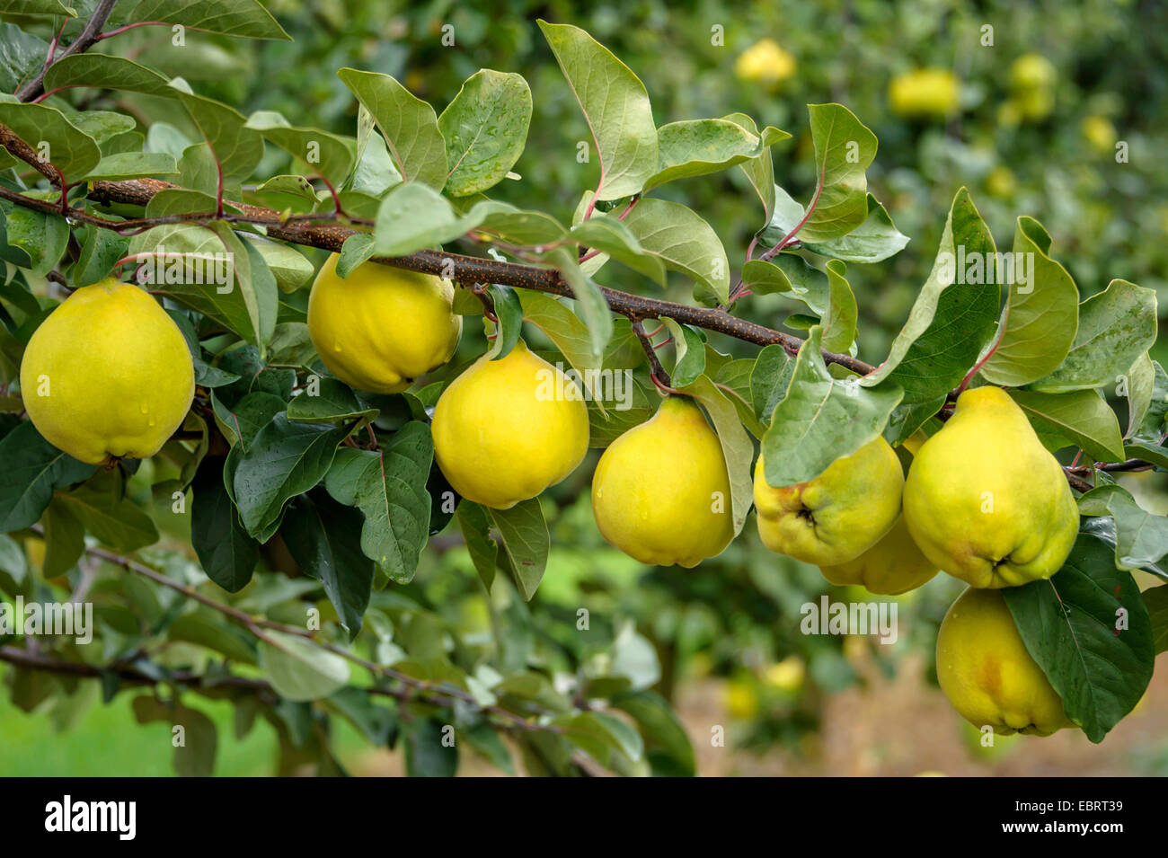 common quince (Cydonia oblonga 'Igenheimer Bombenquitte', Cydonia oblonga Igenheimer Bombenquitte), cultivar Igenheimer Bombenquitte, Germany Stock Photo