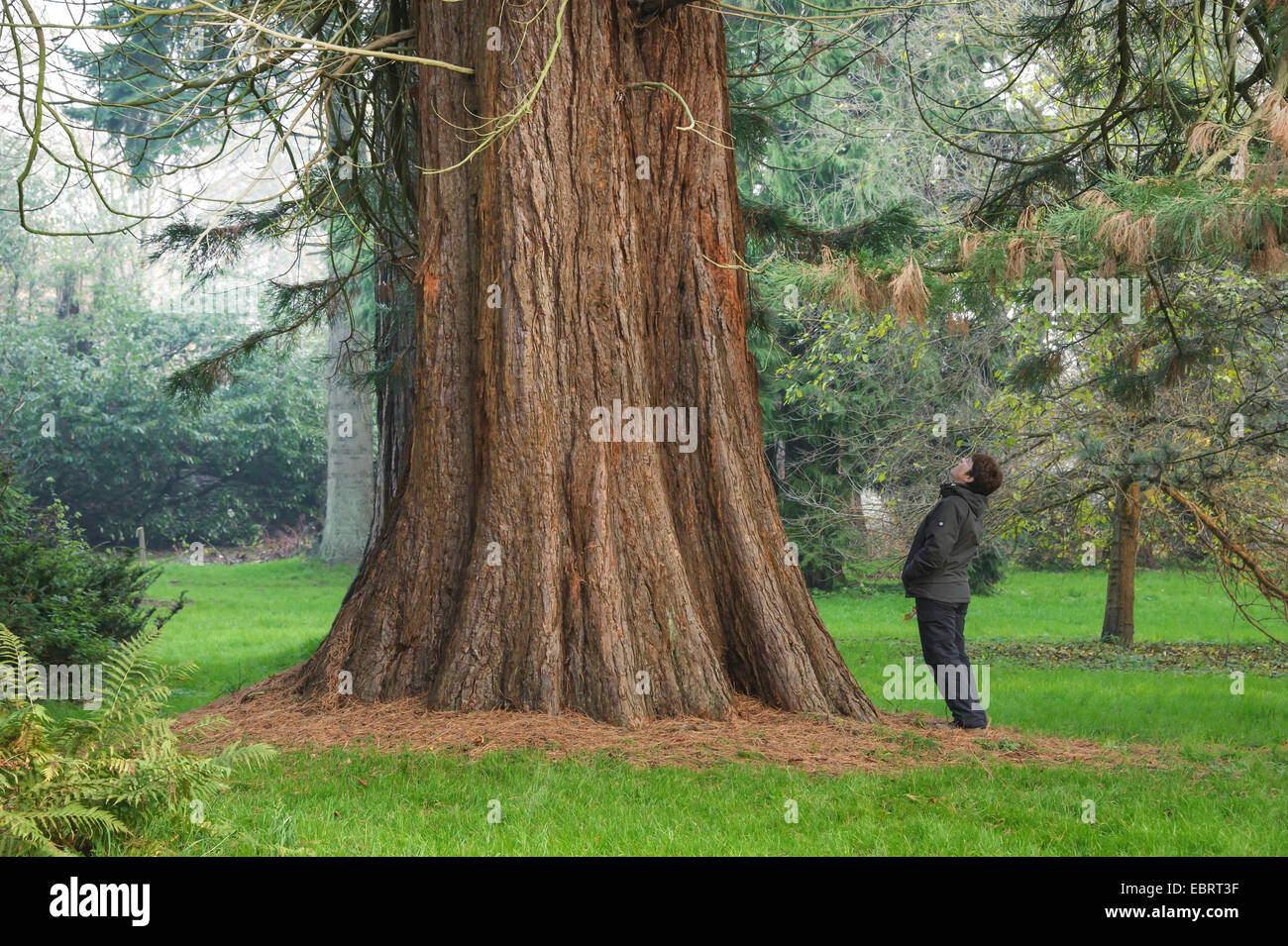 giant sequoia, giant redwood (Sequoiadendron giganteum), woman looking up a tree trunk, Germany, Mecklenburg-Western Pomerania Stock Photo