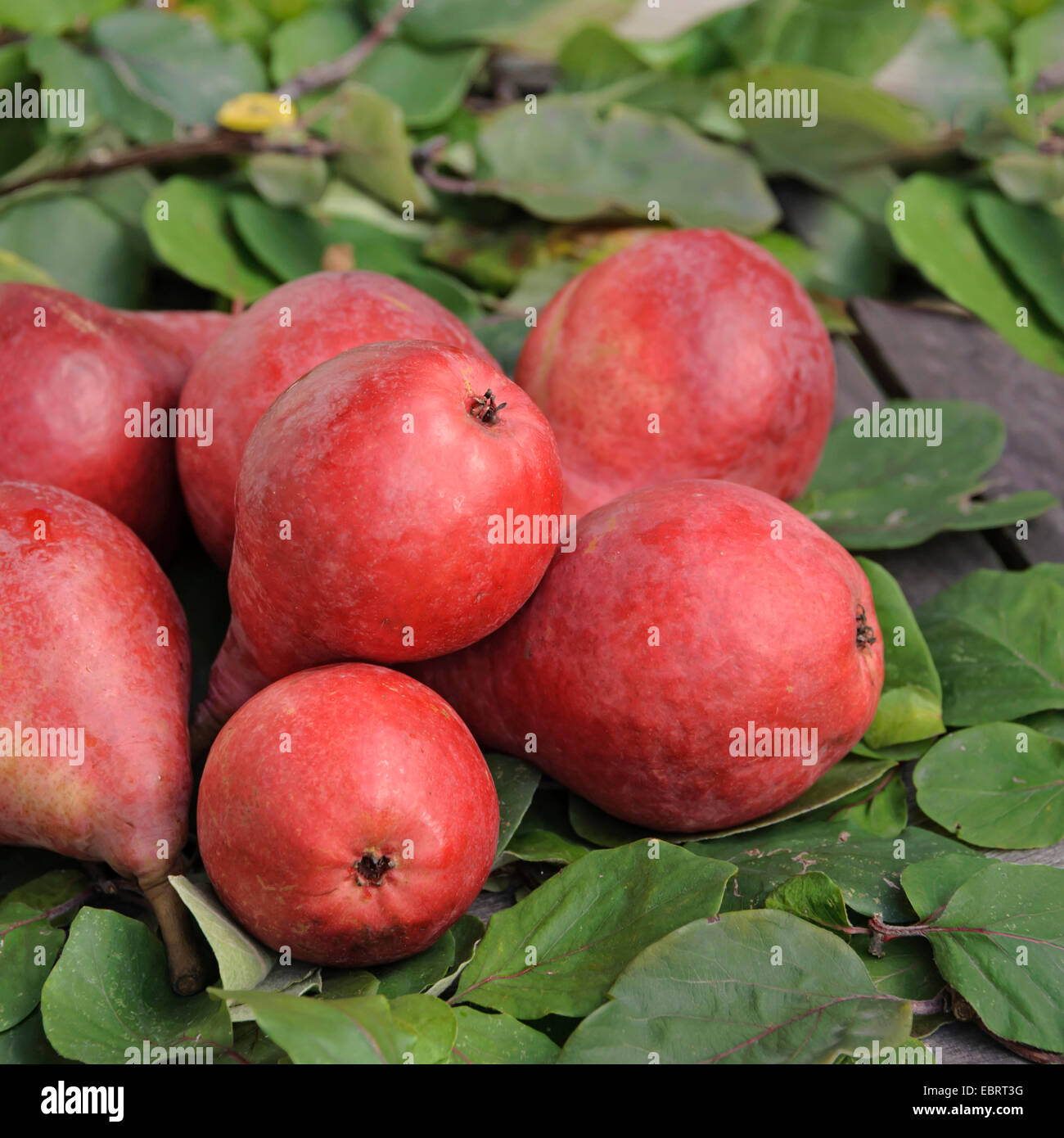 Common pear (Pyrus communis 'Starkrimson', Pyrus communis Starkrimson), pears of cultivar Starkrimson Stock Photo