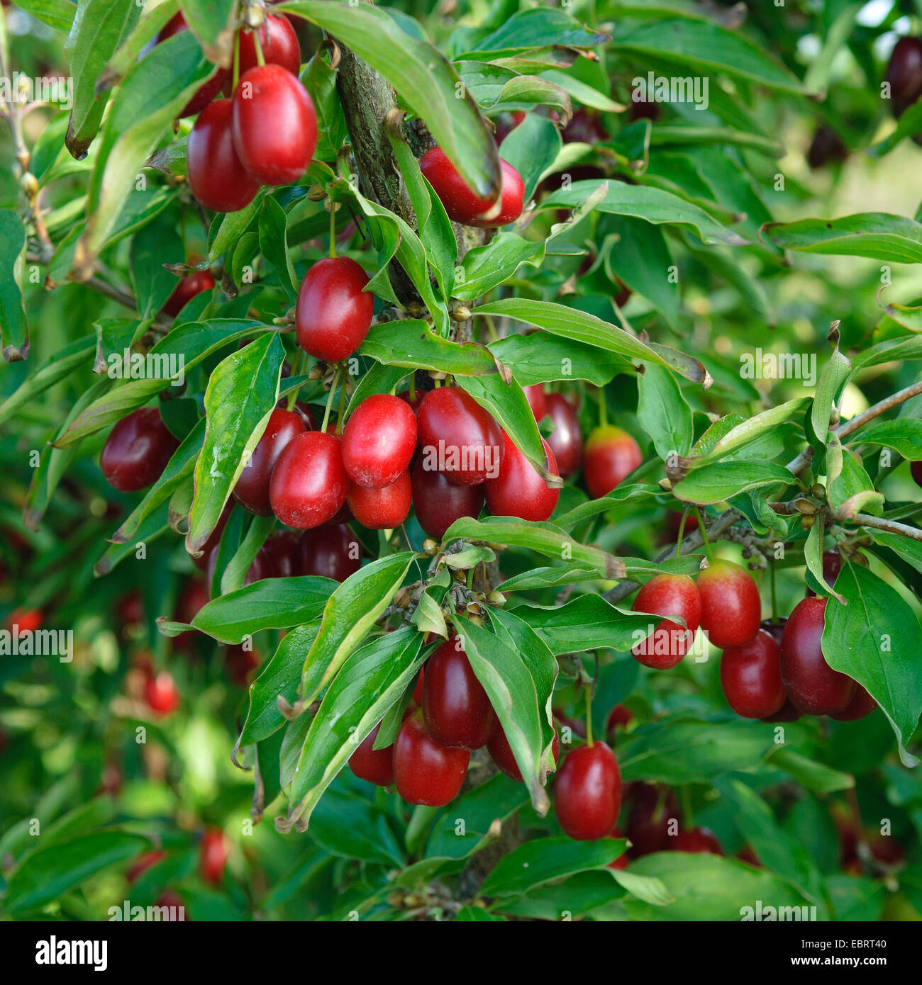 cornelian cherry wood (Cornus mas 'Jolico', Cornus mas Jolico), cultivar Jolico Stock Photo