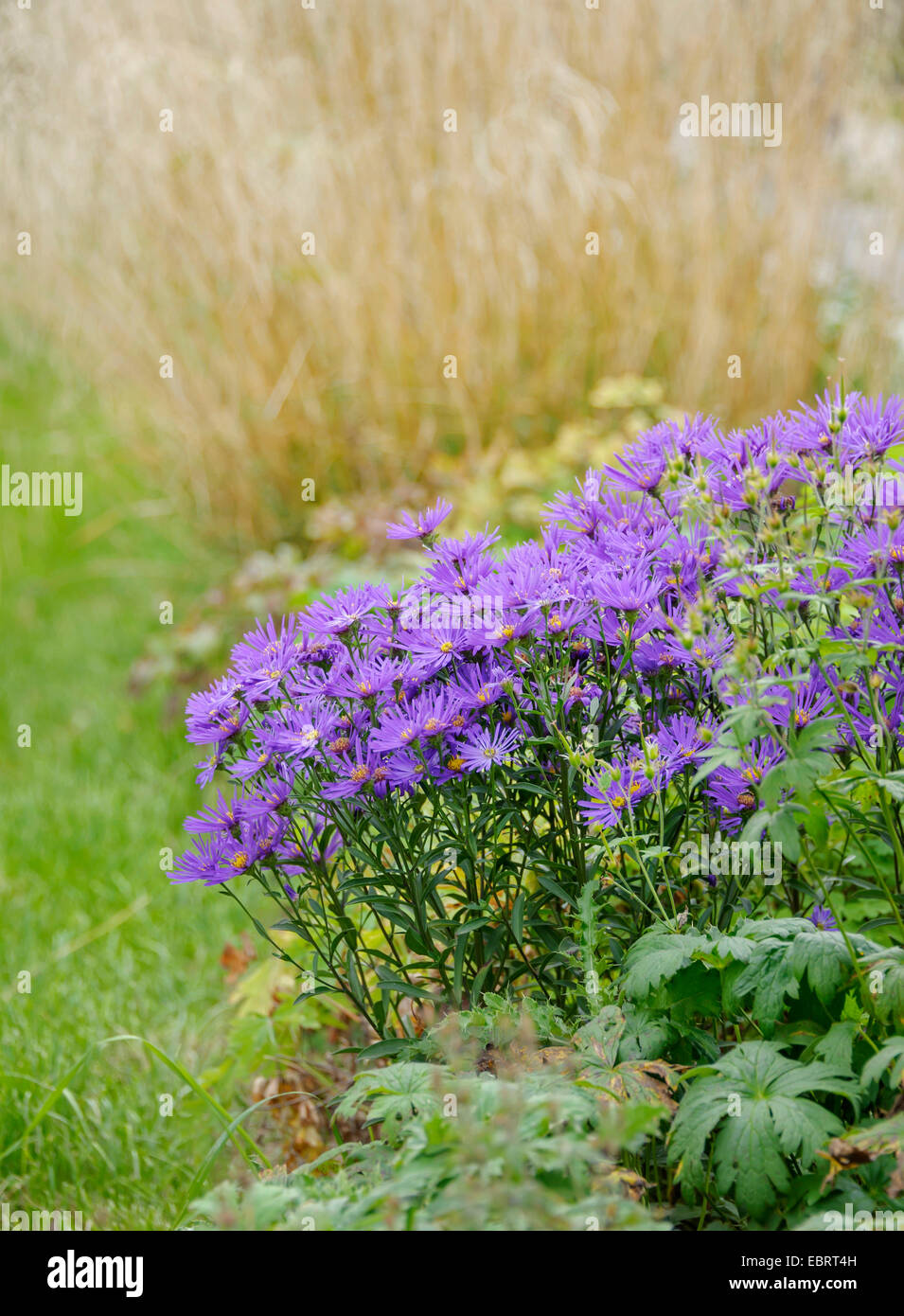 Italian aster, Italian Starwort (Aster amellus 'Silbersee', Aster amellus Silbersee), blooming Starwort, cultivar Silbersee, Germany, Saxony Stock Photo