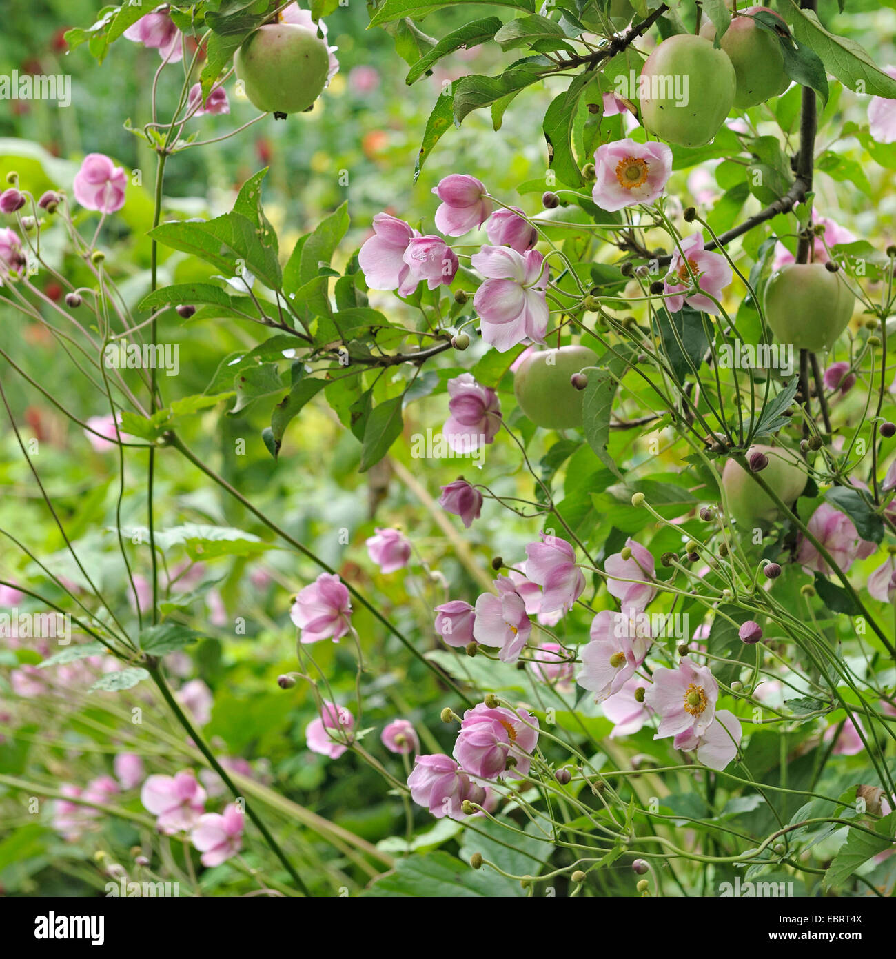 Autumn Anemone (Anemone tomentosa 'Robustissima', Anemone tomentosa Robustissima), cultivar Robustissima, with apple tree of cultivar Gloster, Germany, Saxony Stock Photo