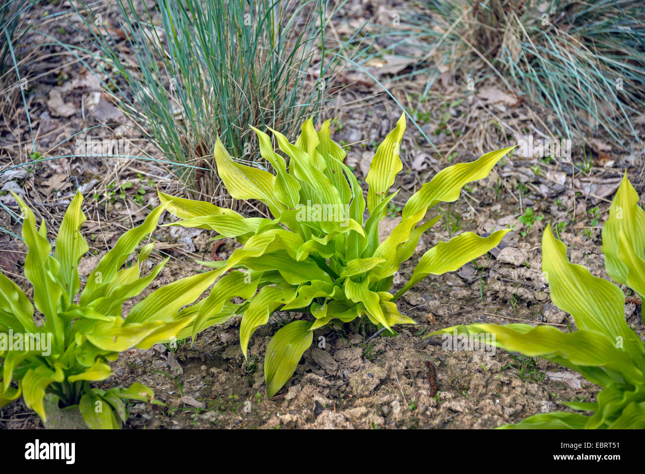 Plantain lily (Hosta 'Sun Power', Hosta Sun Power) Stock Photo