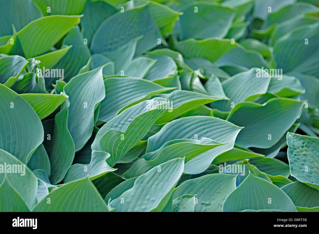 Plantain lily (Hosta 'Krossa Regal', Krossa Regal), leaves of cultivar Krossa Regal Stock Photo