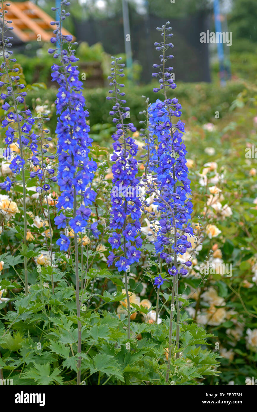 larkspur (Delphinium 'Lanzentraeger', Delphinium Lanzentraeger), cultivar Lanzentraeger Stock Photo