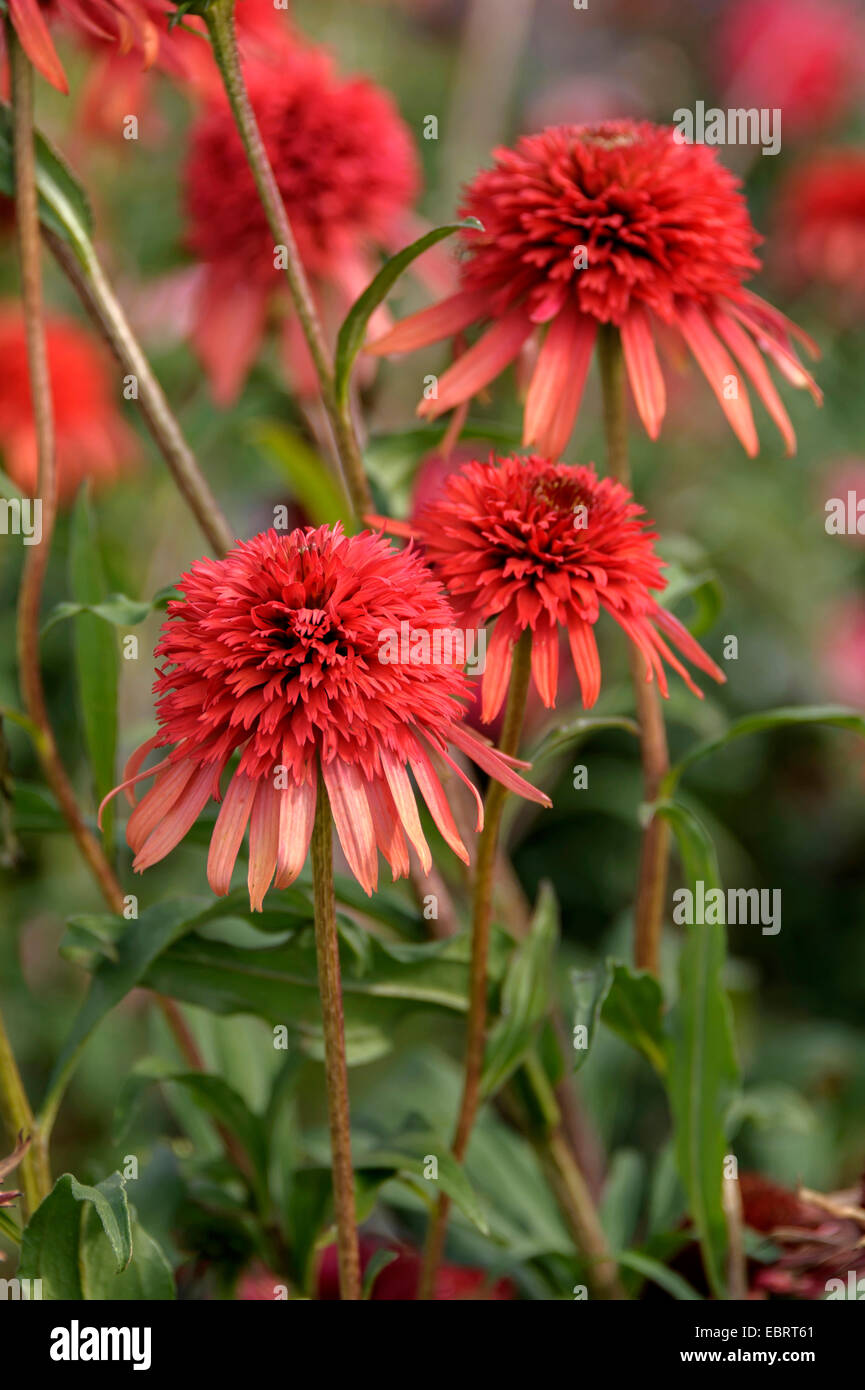 Purple Cone Flower, Eastern purple-coneflower, Purple-coneflower (Echinacea purpurea 'Hot Papaya', Echinacea purpurea Hot Papaya, Rudbeckia purpurea, Brauneria purpurea), blooming, cultivar Hot Papaya, Germany, Brandenburg Stock Photo