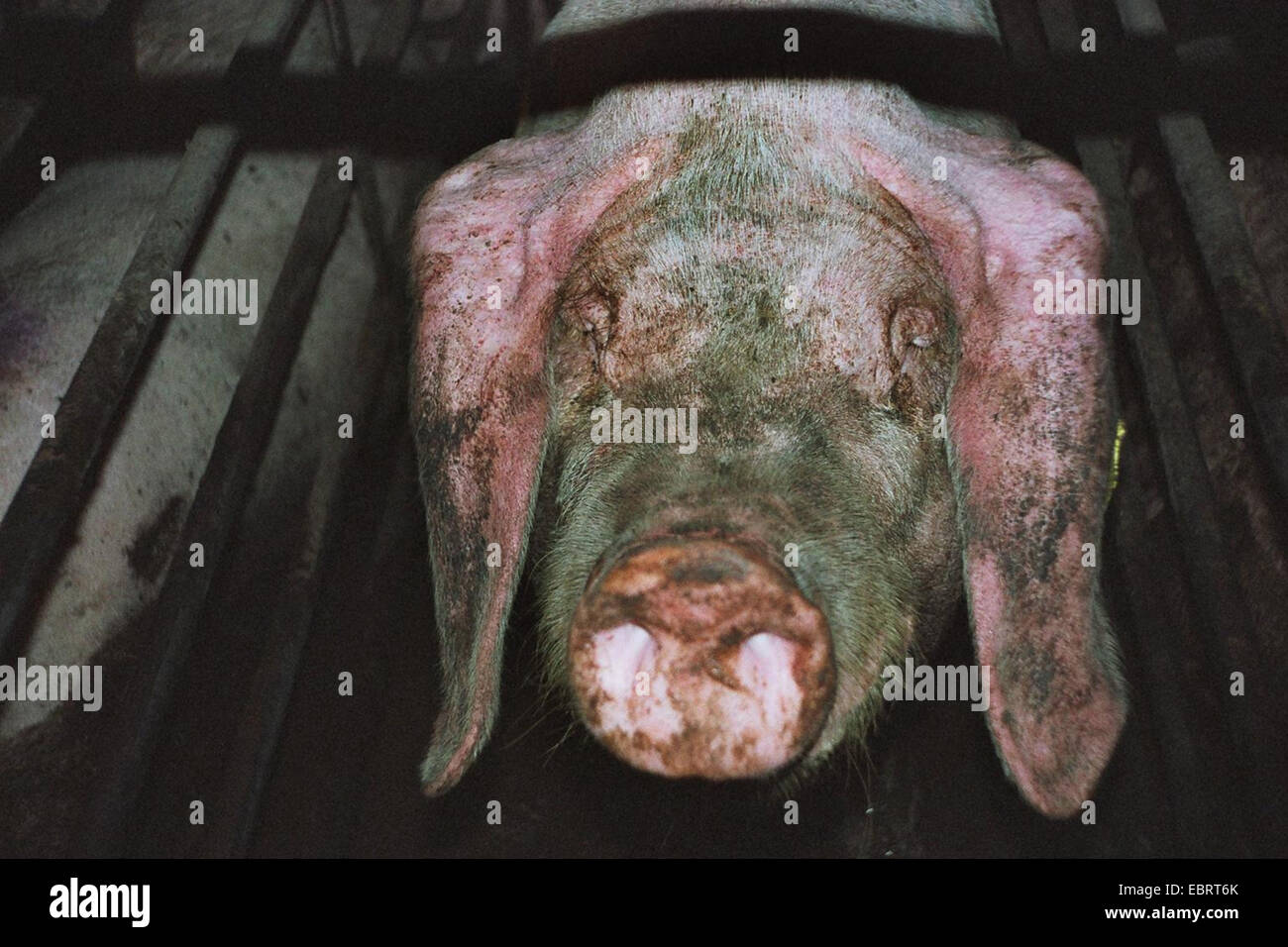 domestic pig (Sus scrofa f. domestica), neglected animal in a fattening cage - with industrial fattening the pigs reach the slaughter weight in only six month, Germany, Stock Photo