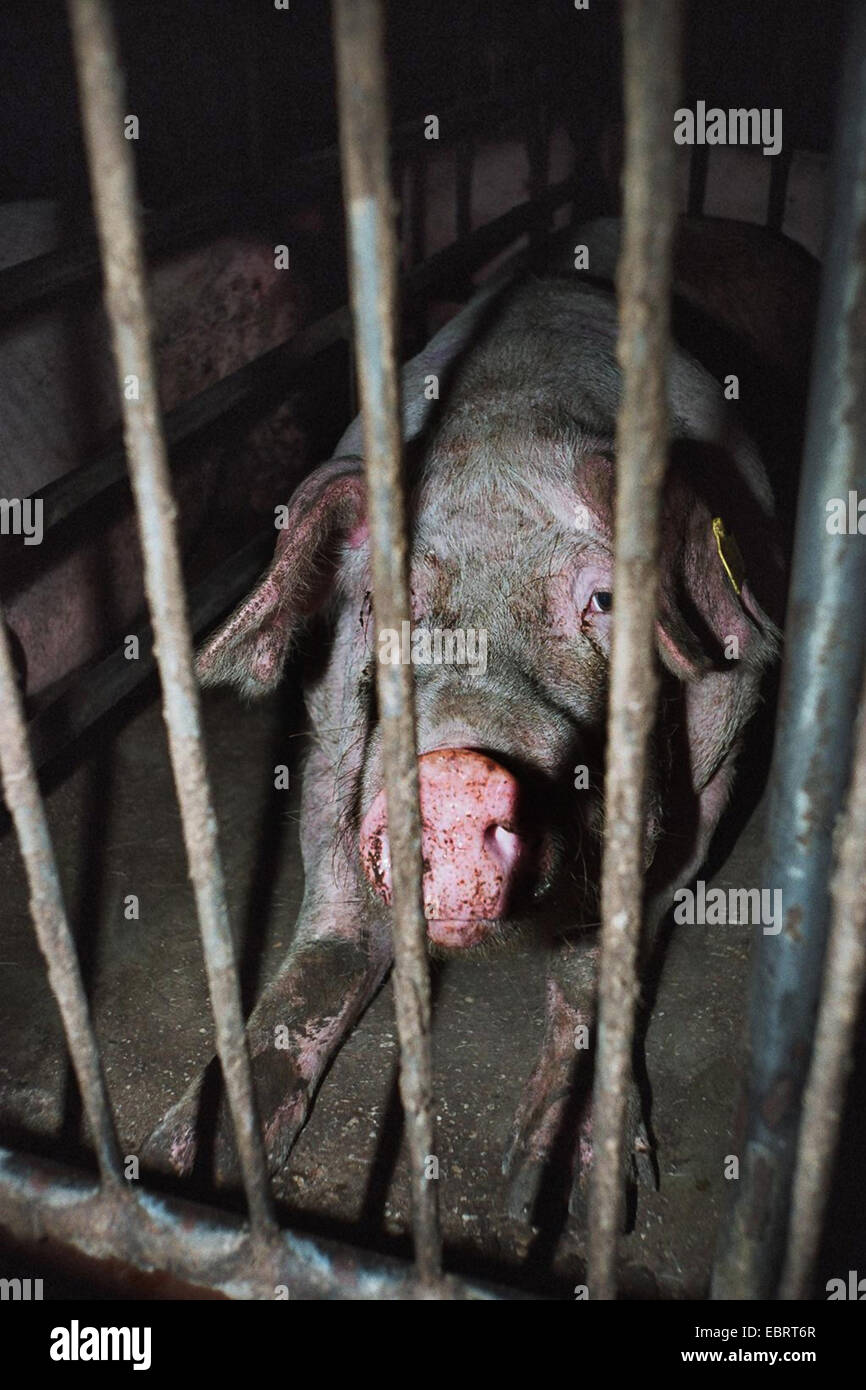 domestic pig (Sus scrofa f. domestica), looking through the bars of its fattening cage - with industrial fattening the pigs reach the slaughter weight in only six month, Germany, Stock Photo