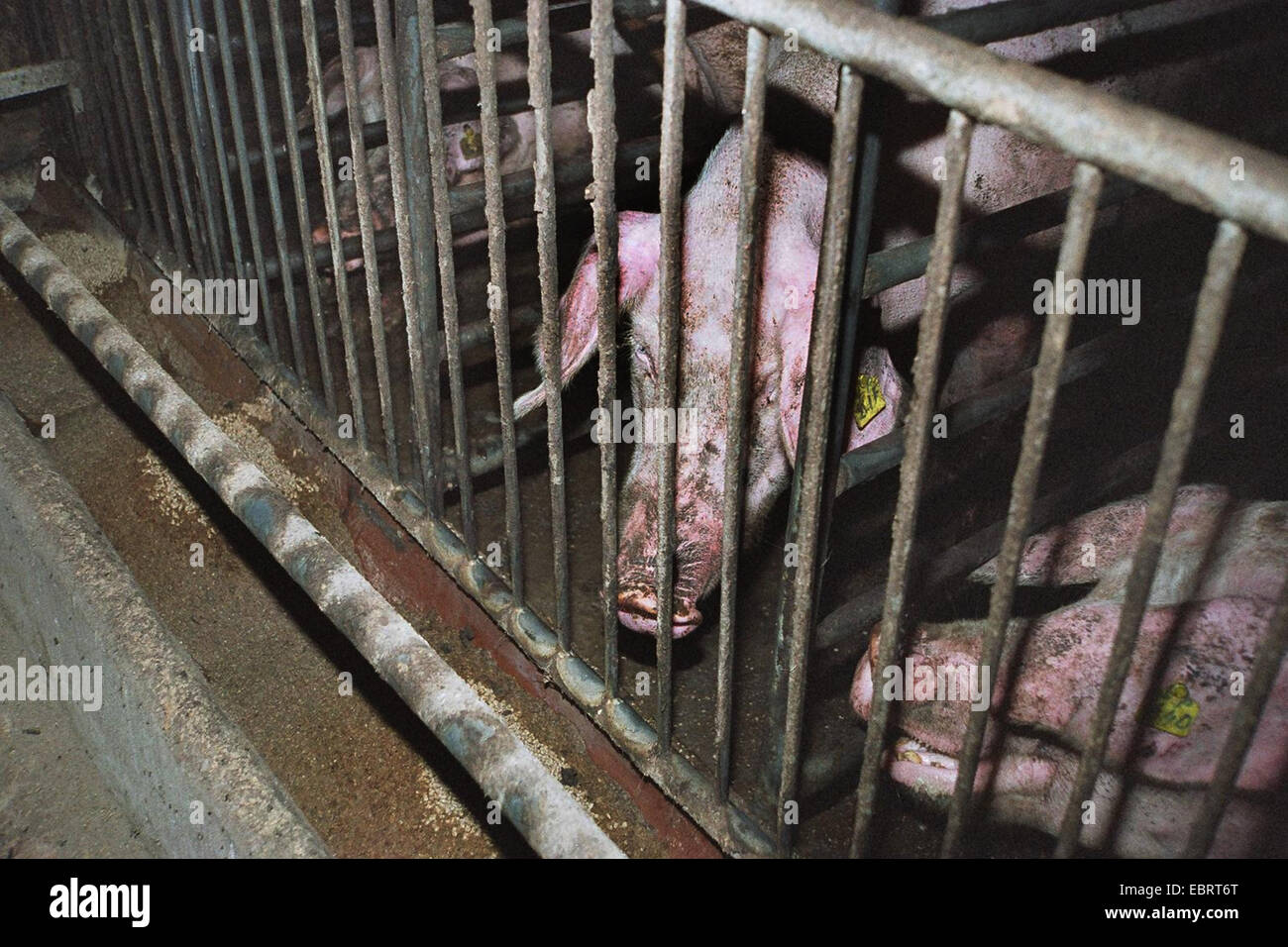 domestic pig (Sus scrofa f. domestica), some animals looking through the bars of their tight fattening cages - with industrial fattening the pigs reach the slaughter weight in only six month, Germany, Stock Photo