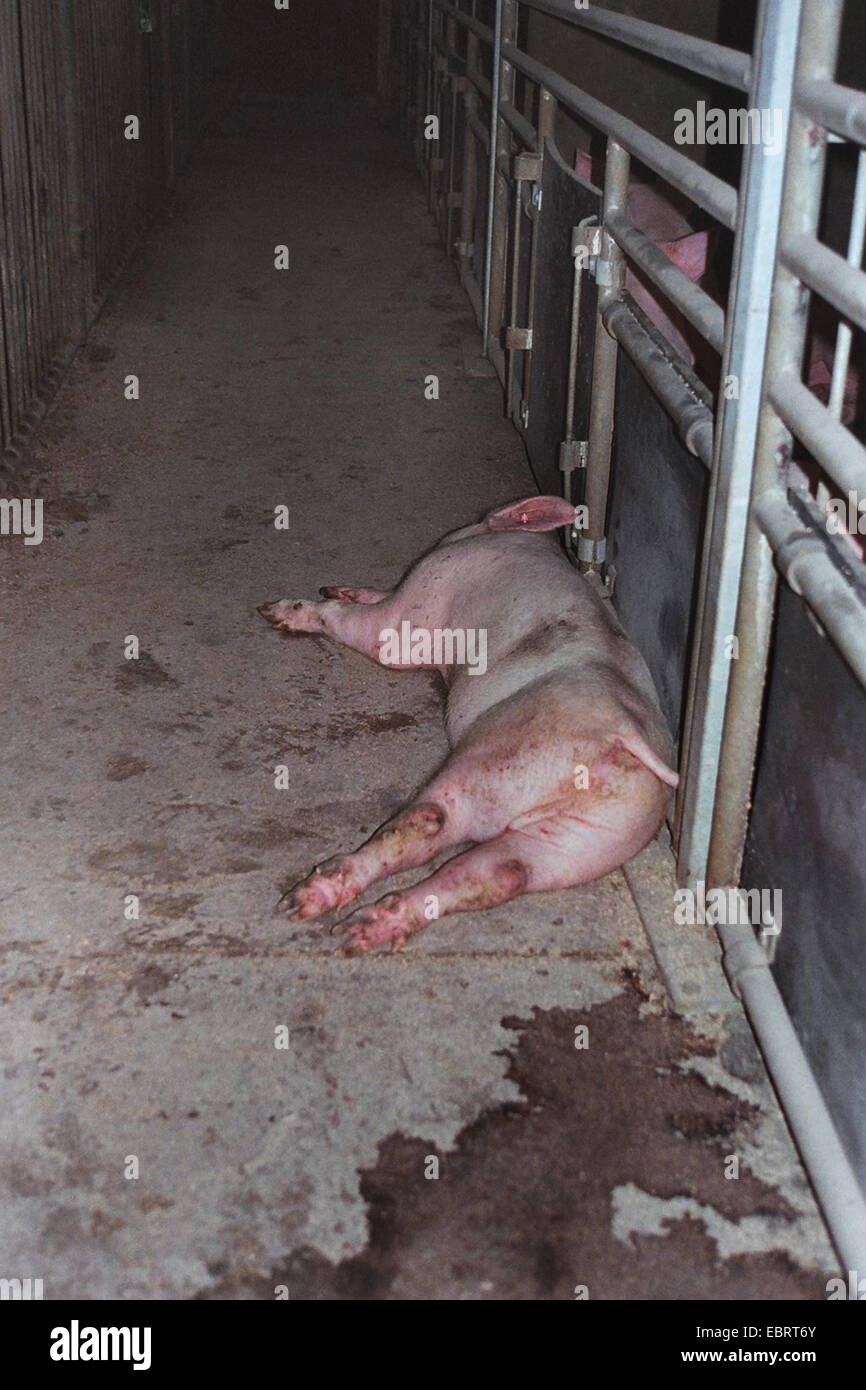 domestic pig (Sus scrofa f. domestica), lots of animals in their fattening cages with a single ill one lying in front - with industrial fattening the pigs reach the slaughter weight in only six month, Germany, Stock Photo