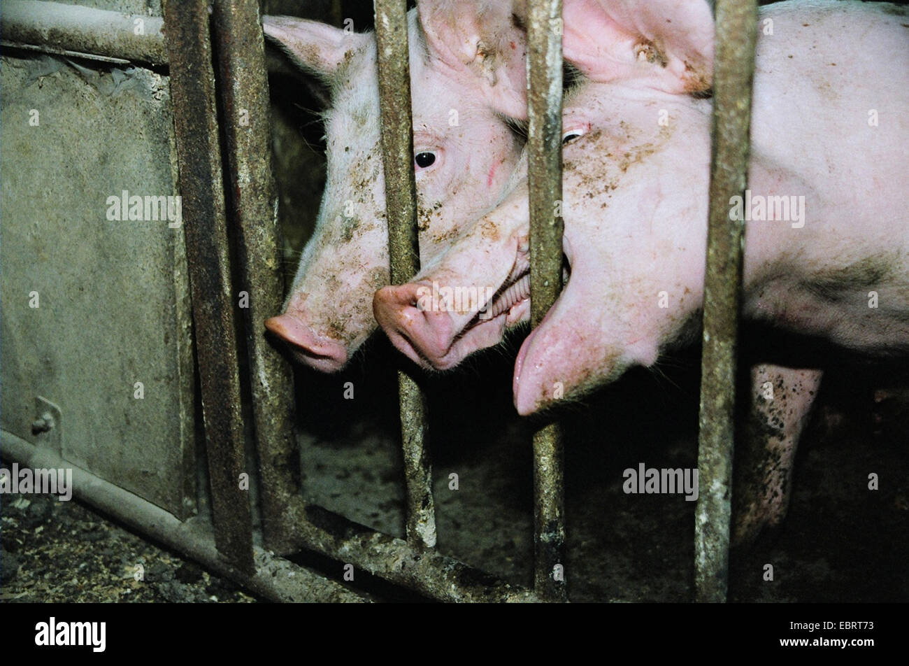 domestic pig (Sus scrofa f. domestica), two animals looking through the bars of their tight fattening cages, one biting into themetal bars - with industrial fattening the pigs reach the slaughter weight in only six month, Germany, Stock Photo