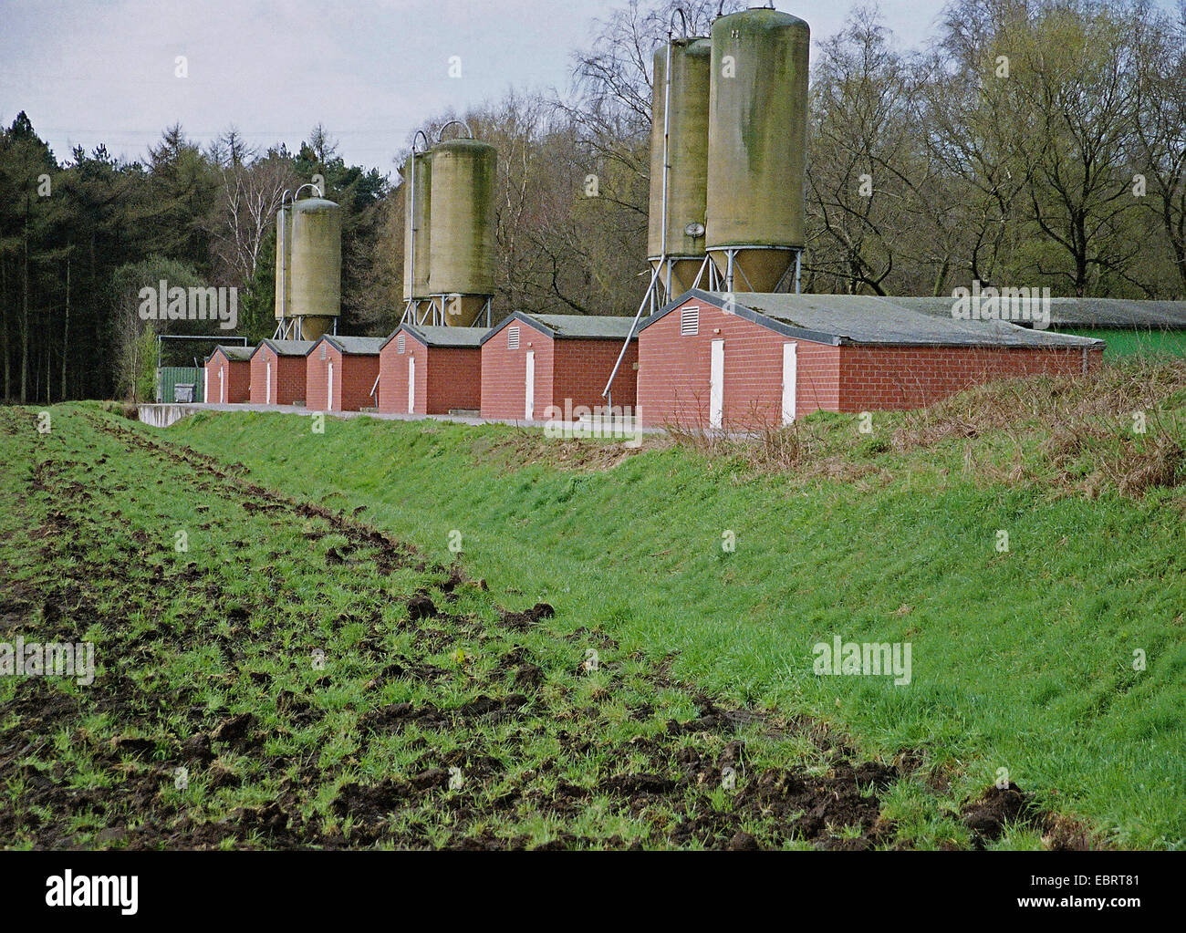 , exterior view of chicken farming, Germany, Stock Photo