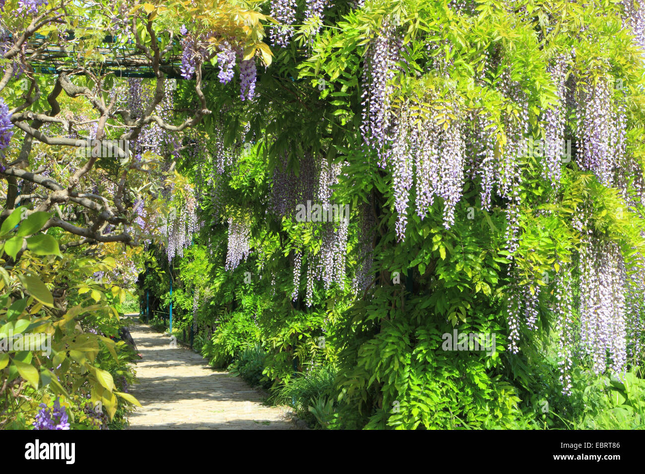 Chinese wisteria (Wisteria sinensis), blooming Stock Photo Alamy