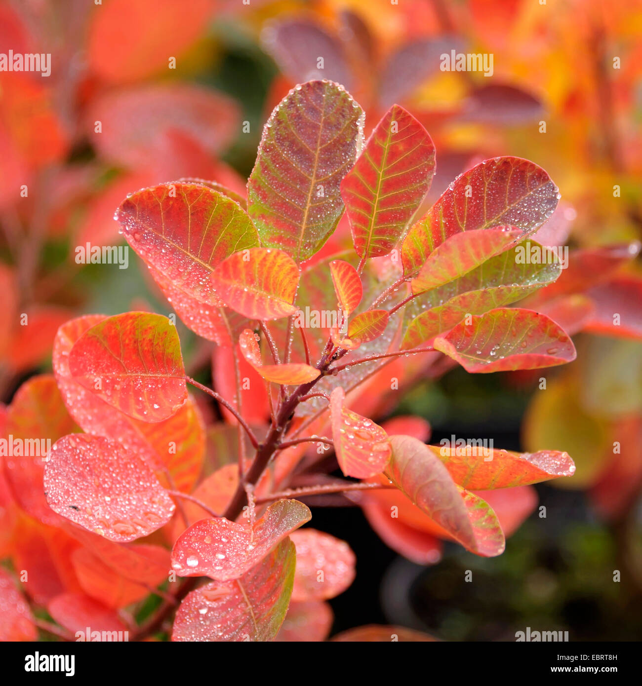 venetian sumach, smoketree (Cotinus coggygria 'Young Lady', Cotinus coggygria Young Lady, Rhus cotinus), cultivar Young Lady, Germany, BS S├ñmann Stock Photo