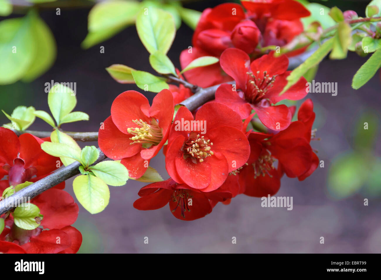 Ornamental quince, Chinese Flowering Quince (Chaenomeles speciosa 'Simonii', Chaenomeles speciosa Simonii), cultivar Simonii, Germany, Bavaria Stock Photo