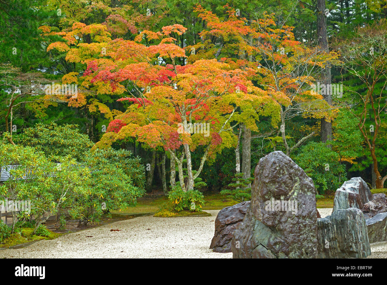 Japanese maple (Acer palmatum), tree in autumn Stock Photo