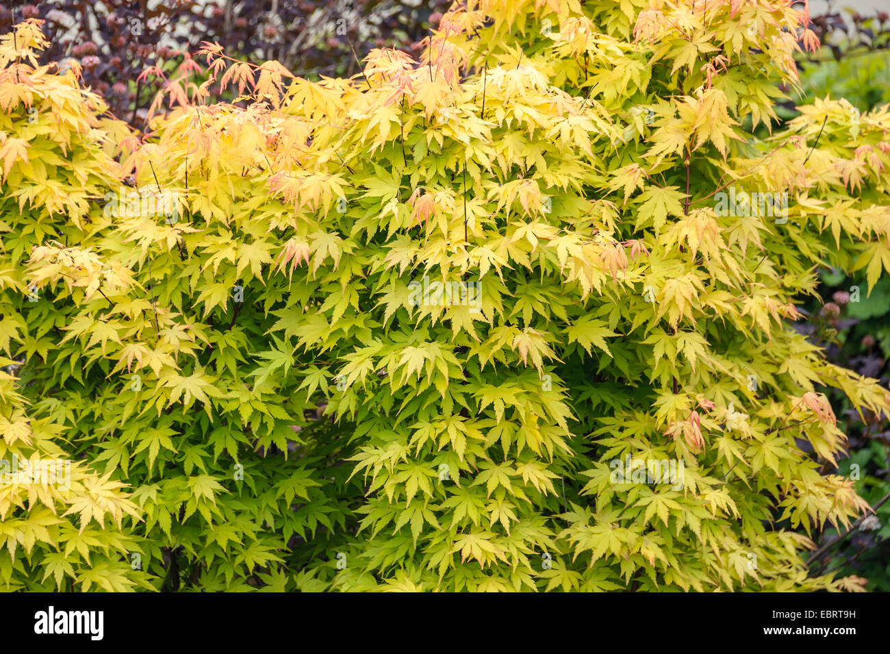 Japanese maple (Acer palmatum 'Orange Dream', Acer palmatum Orange Dream), cultivar Orange Dream Stock Photo
