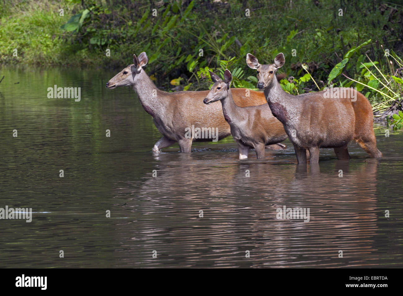 Sambar deer, Sambar (Rusa unicolor, Cervus unicolor), three females in a river, Thailand, Huai Kha Khaeng Wildlife Sanctua Stock Photo