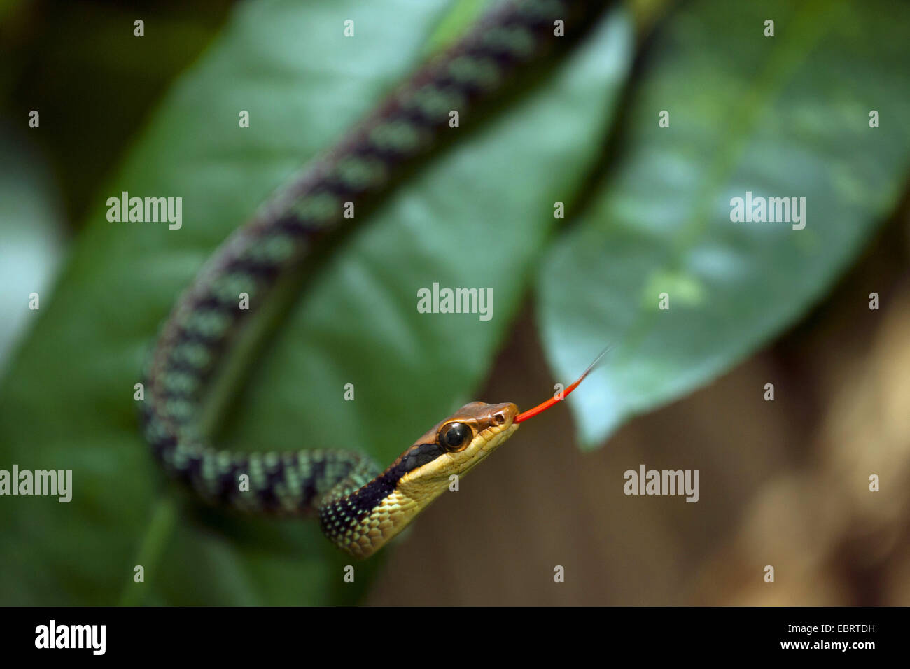 Nganson Bronzeback Tree Snake (Dendrelaphis ngansonensis), flicking, Thailand, Khao Yai National Park Stock Photo